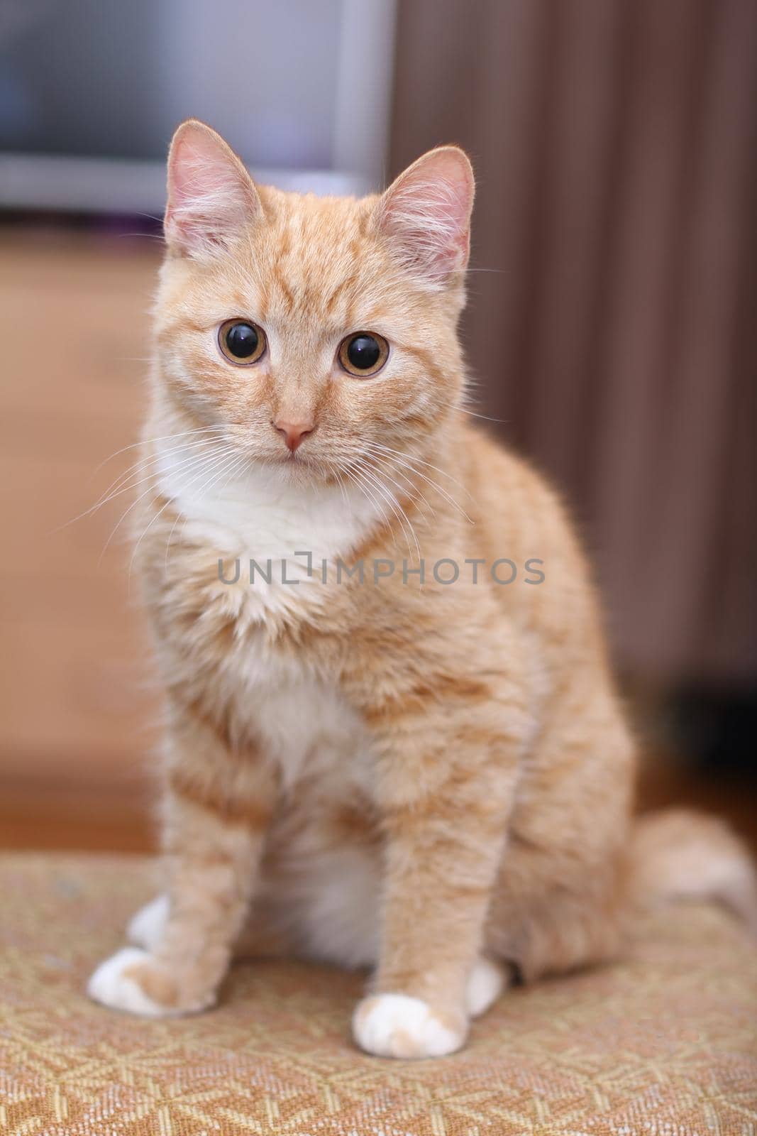 red cat looks at camera big cute eyes nice lovely by natashko
