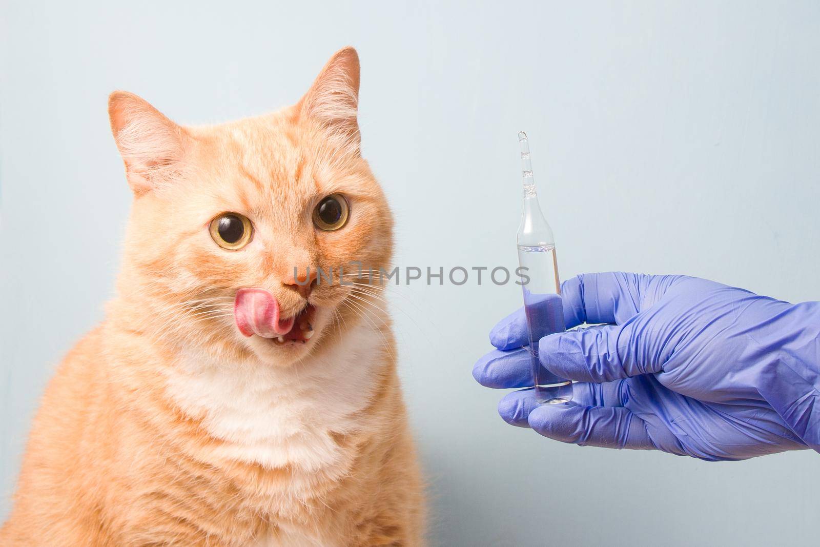 cute red-haired cat on a blue background by natashko