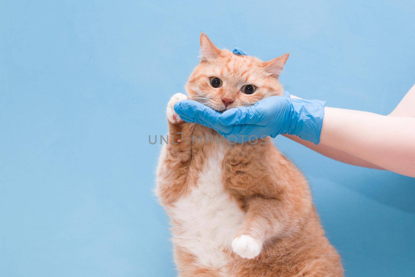 hands with disposable blue gloves are running behind the face of a ginger cute cat, veterinarian concept, blue background, copy space