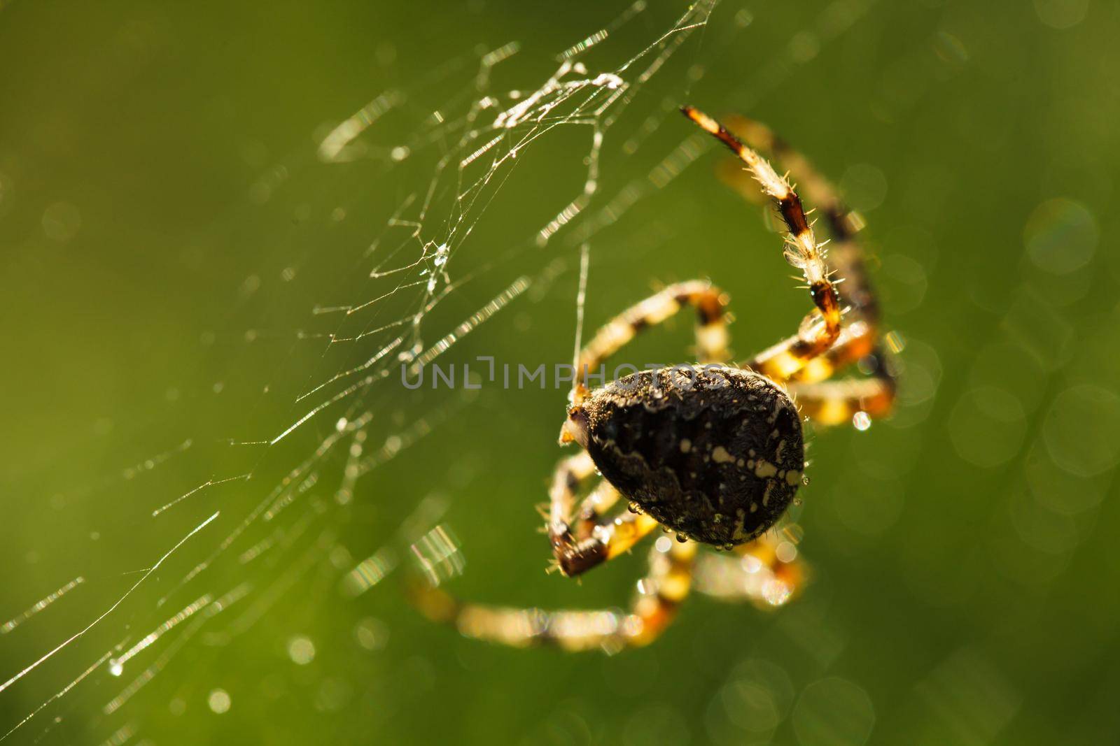 Spider on the web by oksix