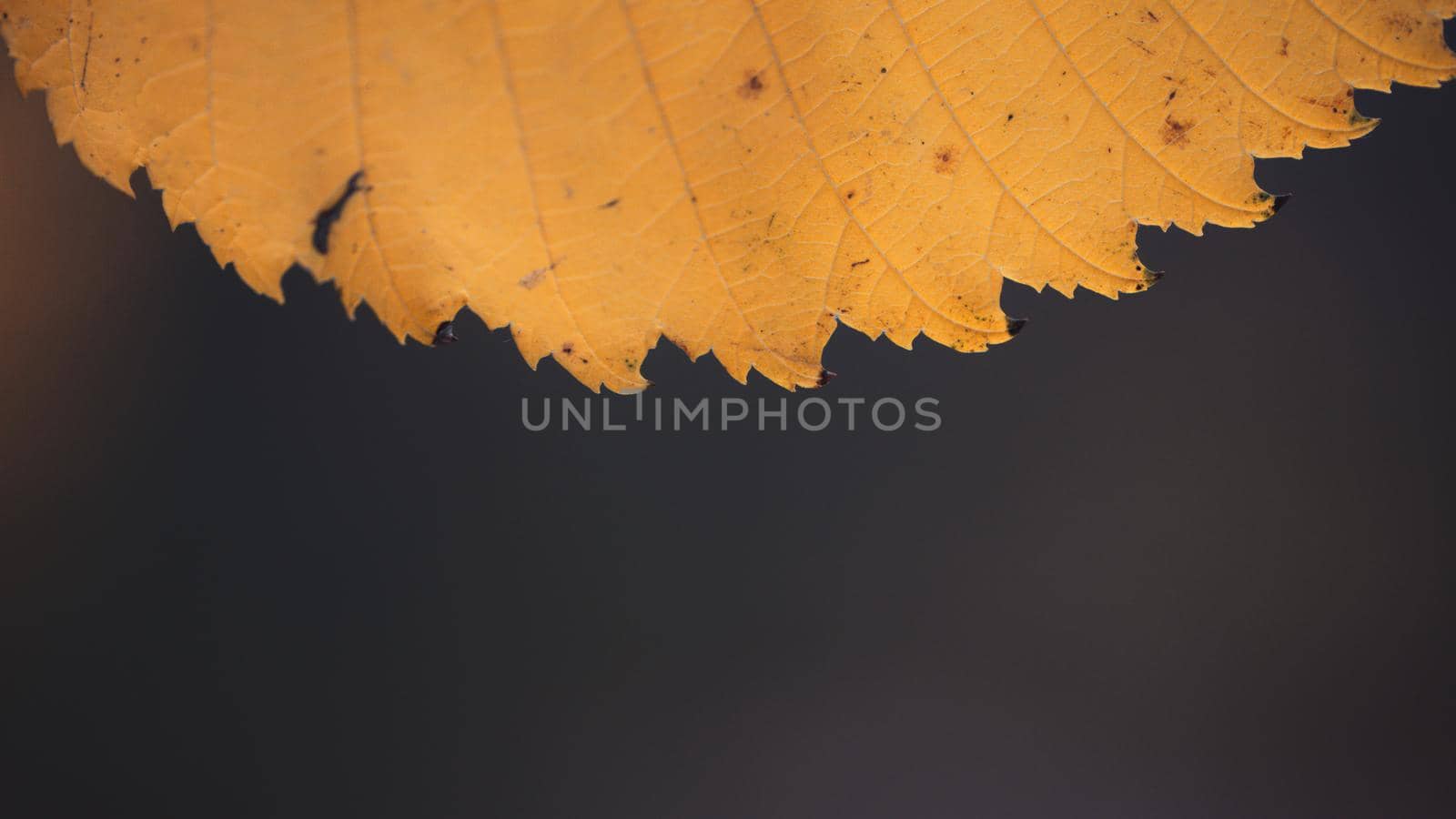 Yellow autumn leaf on a background of autumn, on a blurred background, close up macro, copy space.