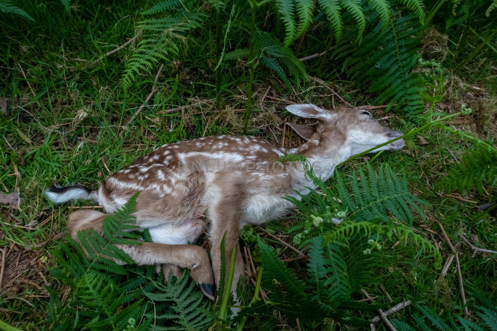 Young Fallow deer, dead of natural causes by magicbones