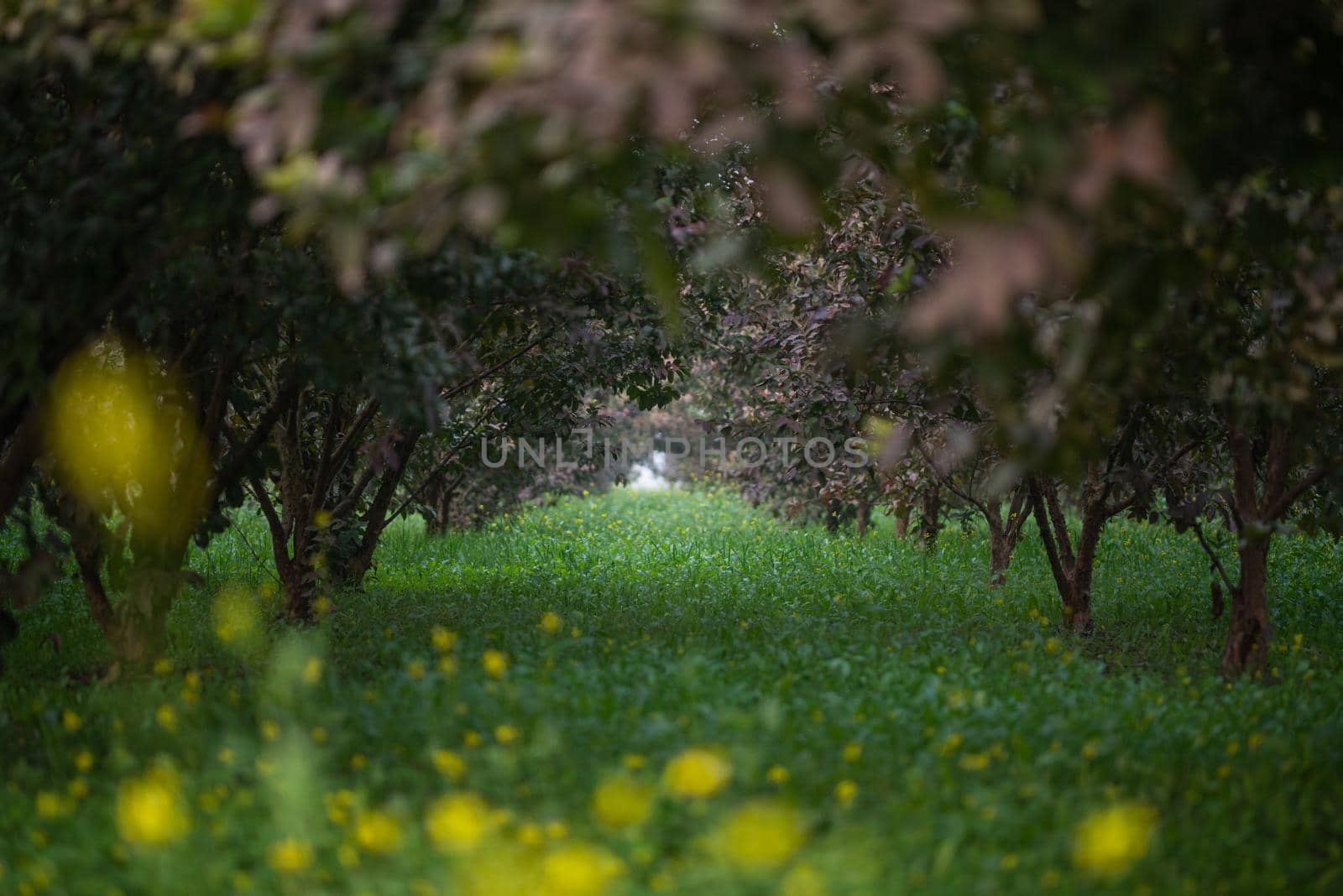 Guava fruit tree in an organic tropical garden, Guava garden with a large number of guava plants, agriculture background.