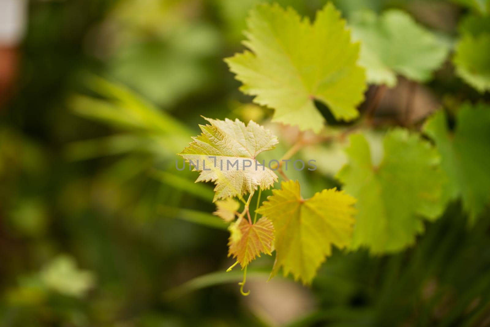 Grape leaves in home garden