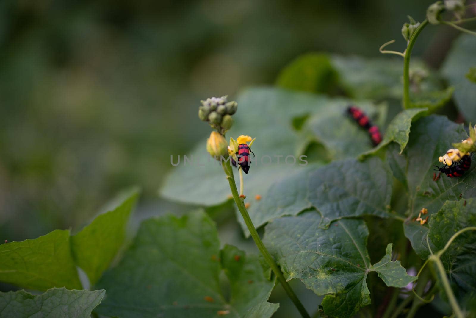 Pumpkin green leaves with hairy vine plant stem in the home garden, Trichodes alvearius on the pumpkin leaves.