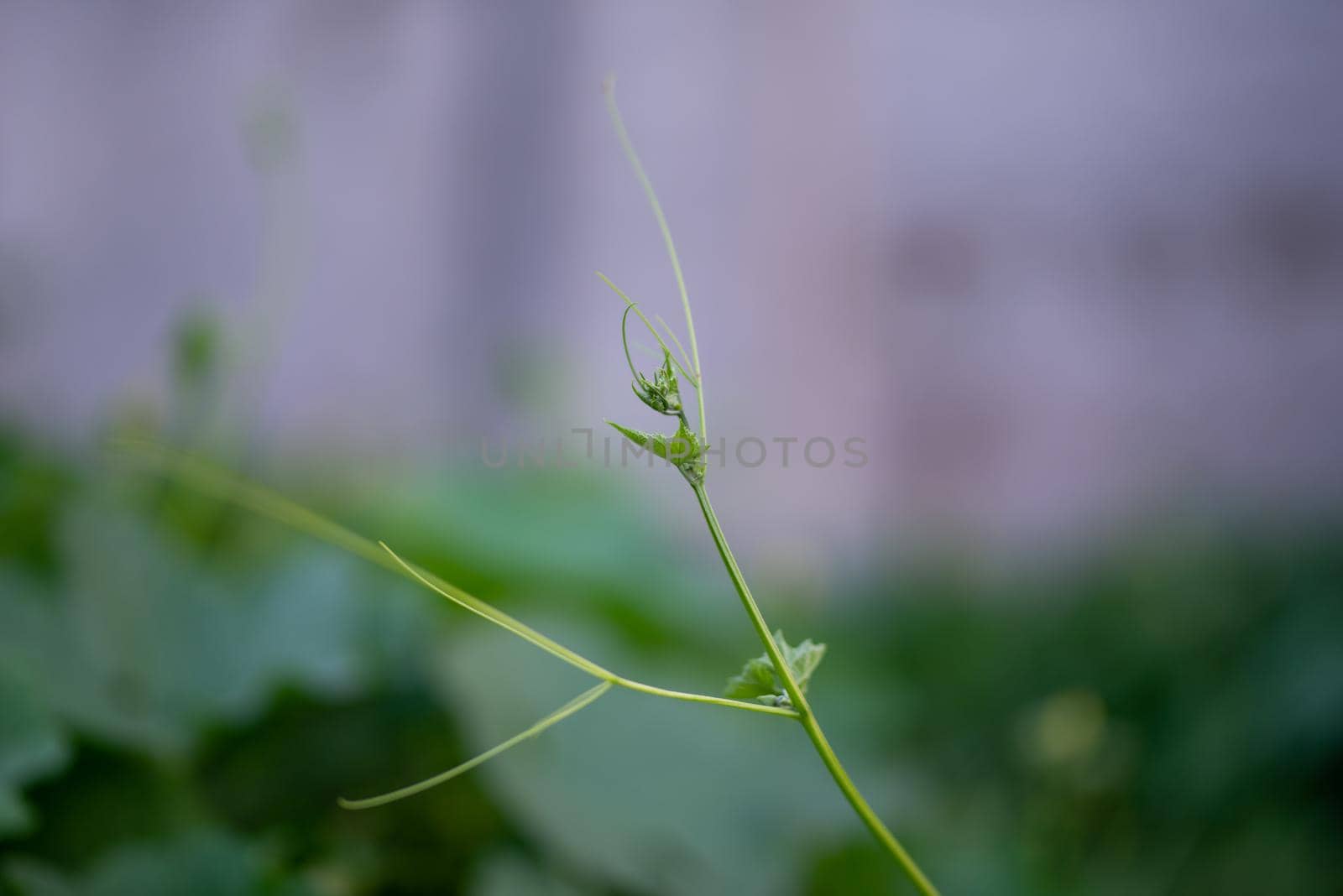 Pumpkin green leaves with hairy vine plant stem in the home garden