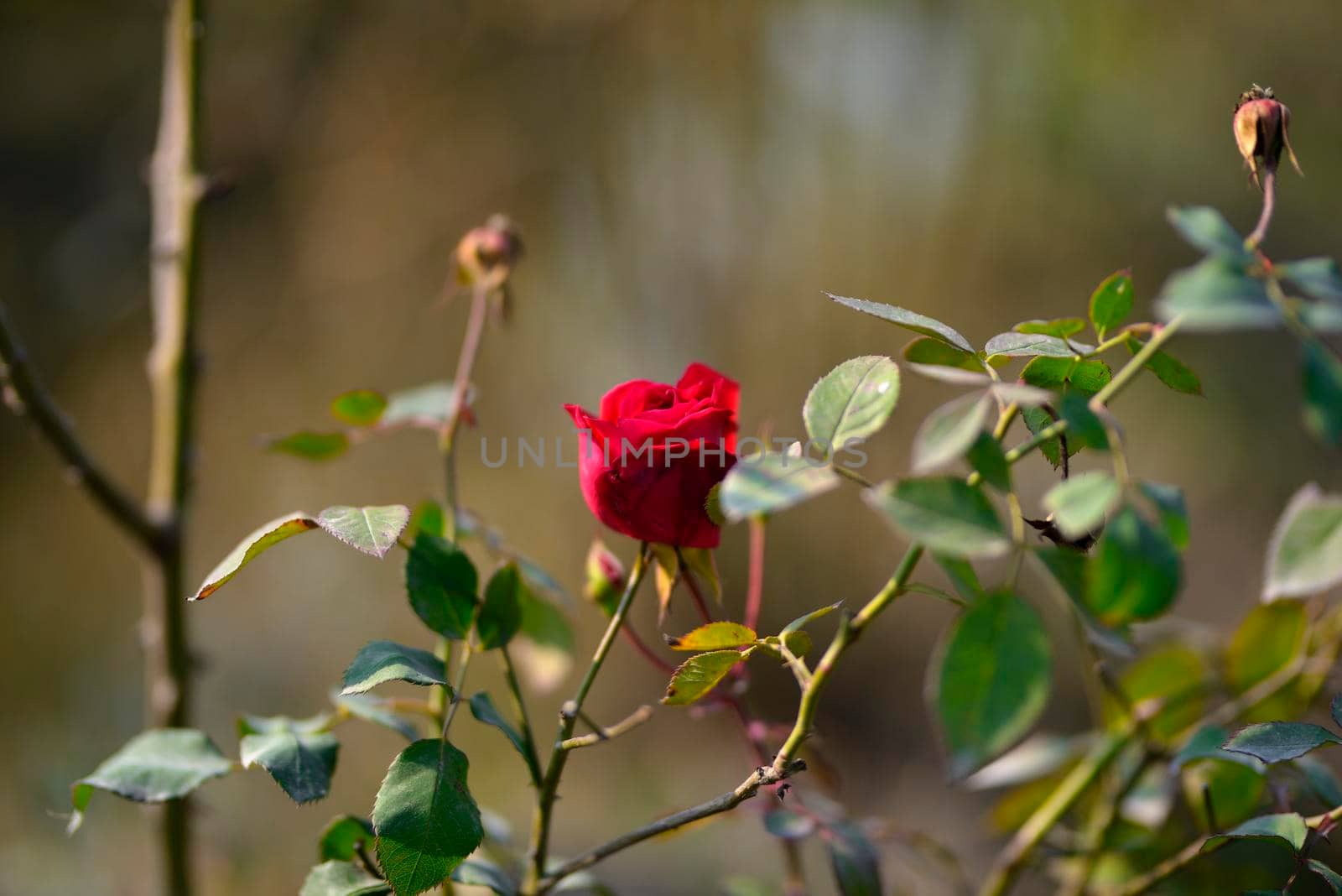 Colorful beautiful  delicate red rose in the garden, Beautiful red roses garden