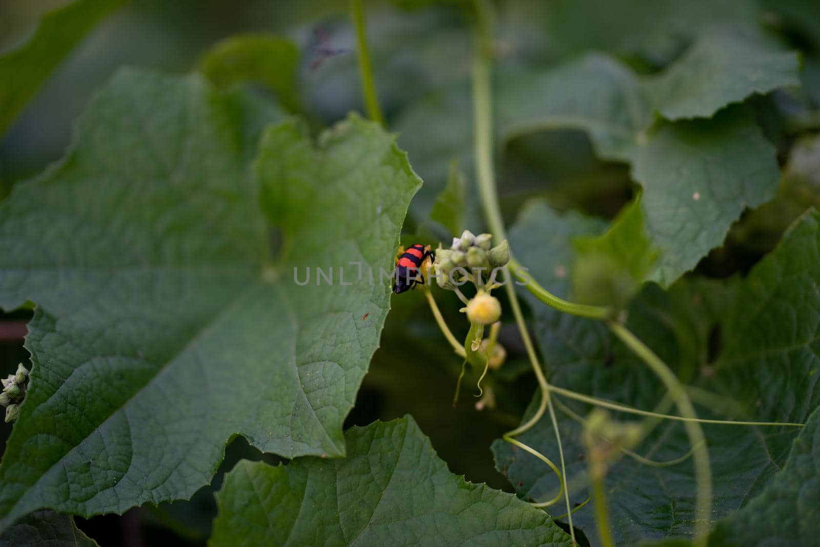 Pumpkin green leaves with hairy vine plant stem in the home garden, Trichodes alvearius on the pumpkin leaves.