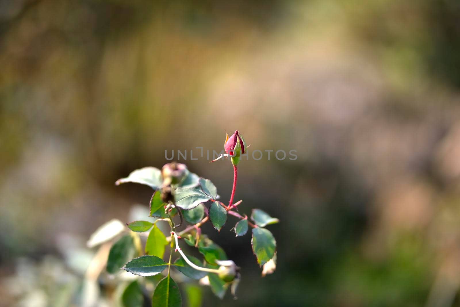 Closeup of a Rosebud in a garden, Red Rose Bud rowing on a bush with greenery in the background.