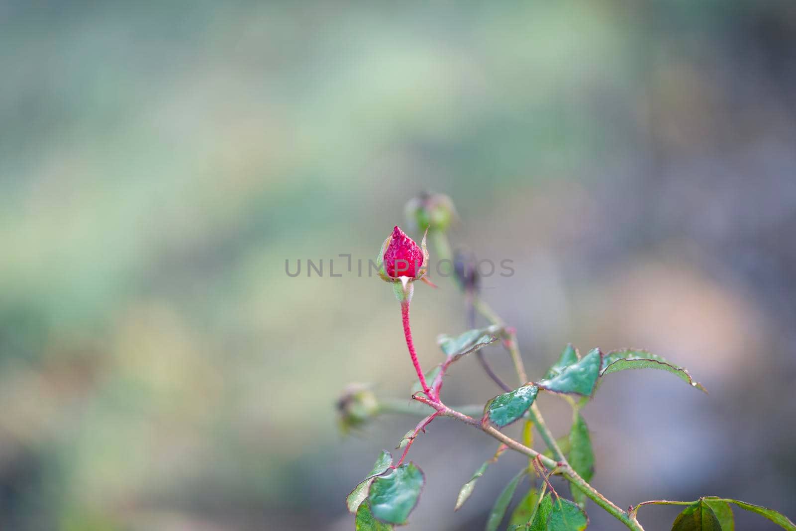 Closeup of a Rosebud in a garden, Red Rose Bud rowing on a bush with greenery in the background. by shaadjutt36