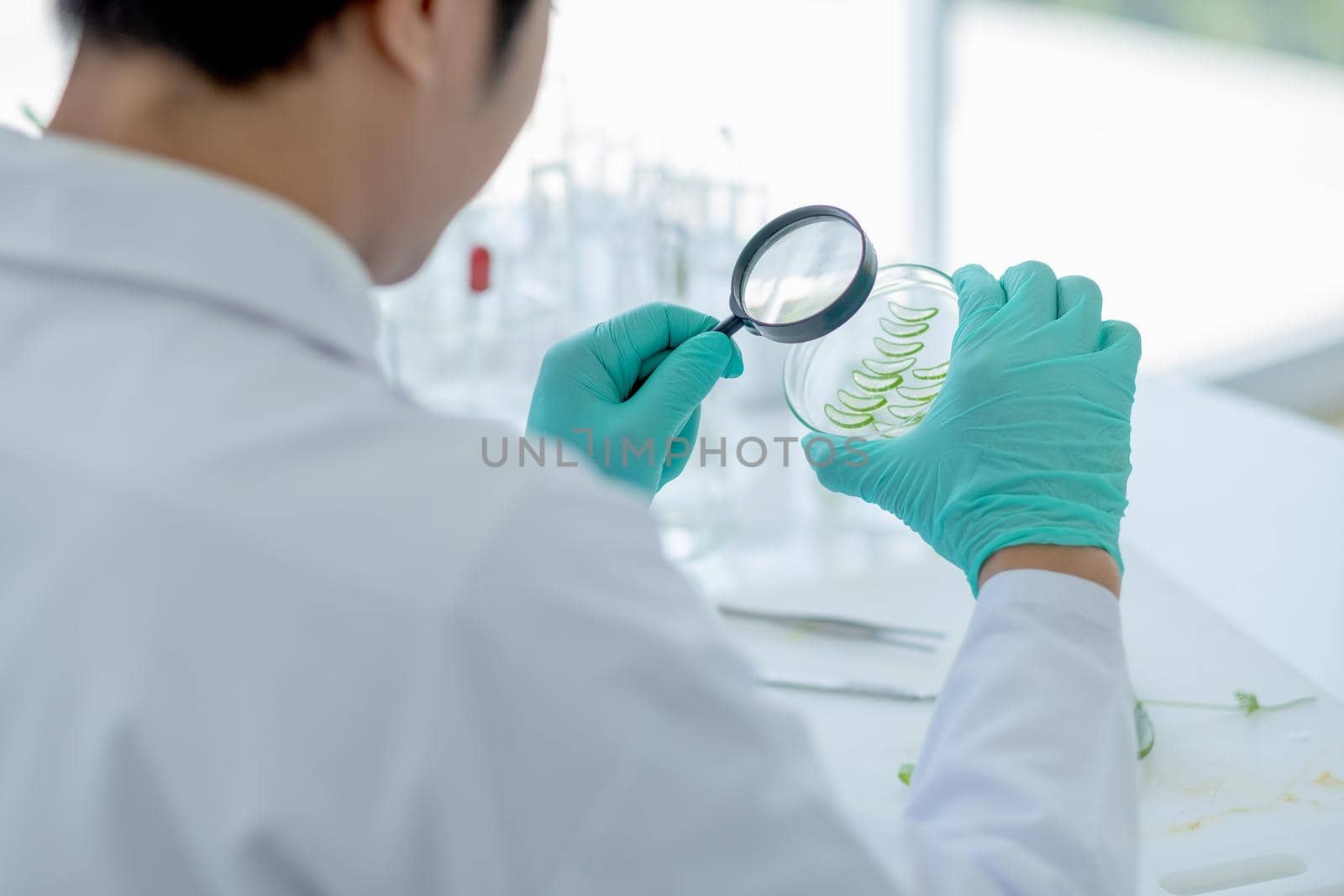 Hands of scientist hold magnifying glass to look more detail of pieces of Aloe Vera on glass plate during do experiment in laboratory of classroom.