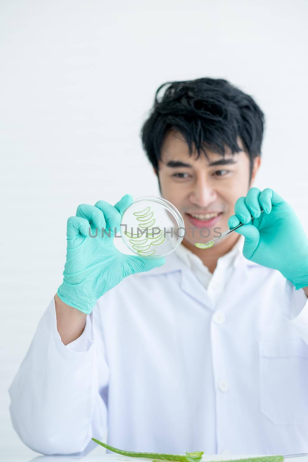 hands of Asian scientist man use forceps hold pieces of Aloe Vera and prepare to put in glass plate to do some experiment in laboratory or classroom.