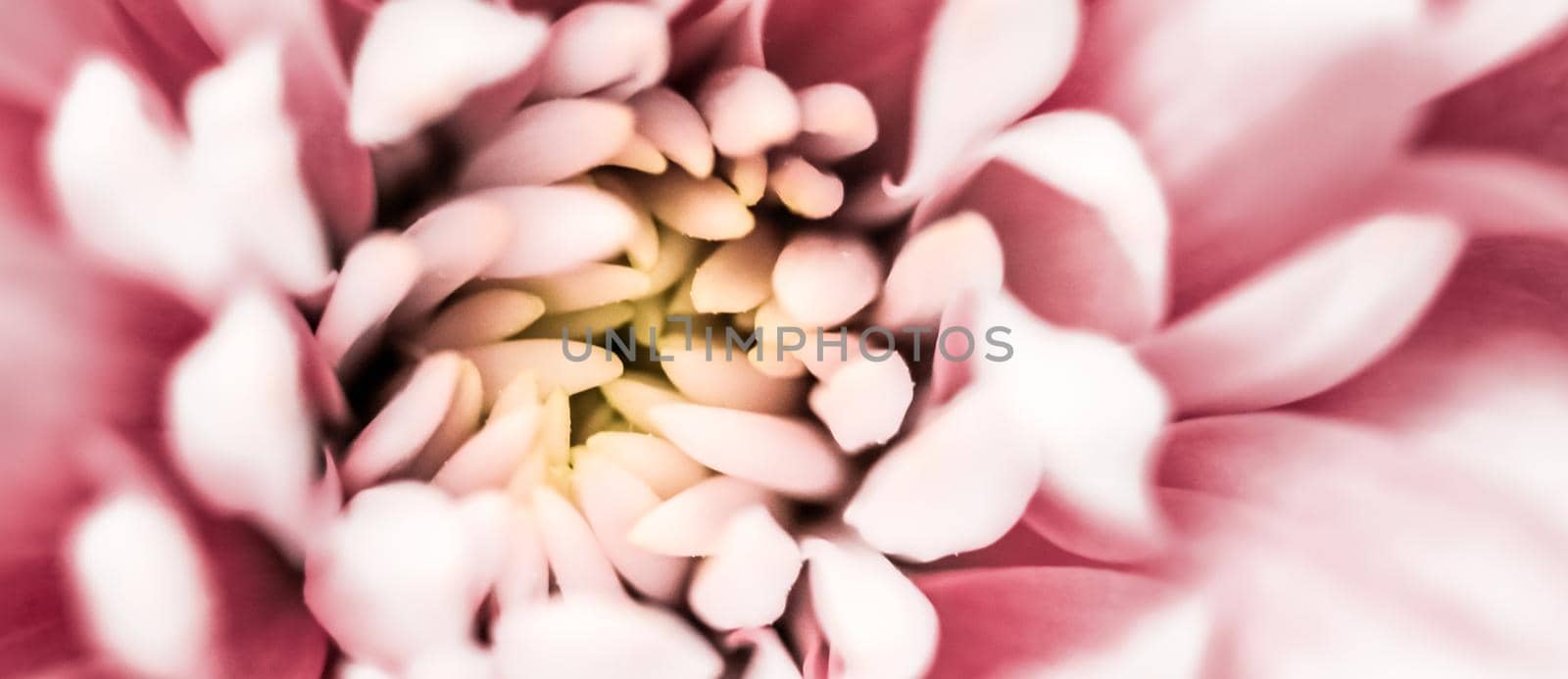 Flora, branding and love concept - Pink daisy flower petals in bloom, abstract floral blossom art background, flowers in spring nature for perfume scent, wedding, luxury beauty brand holiday design