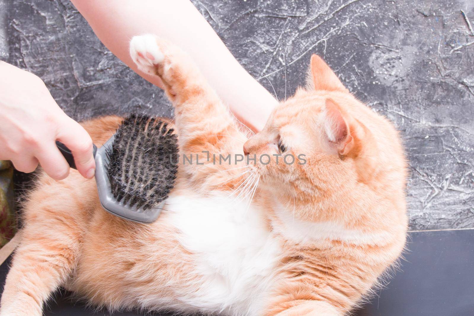 red cat doesn’t like combing out hair, female hand holds a comb for pets, cat scratches mistress, black background