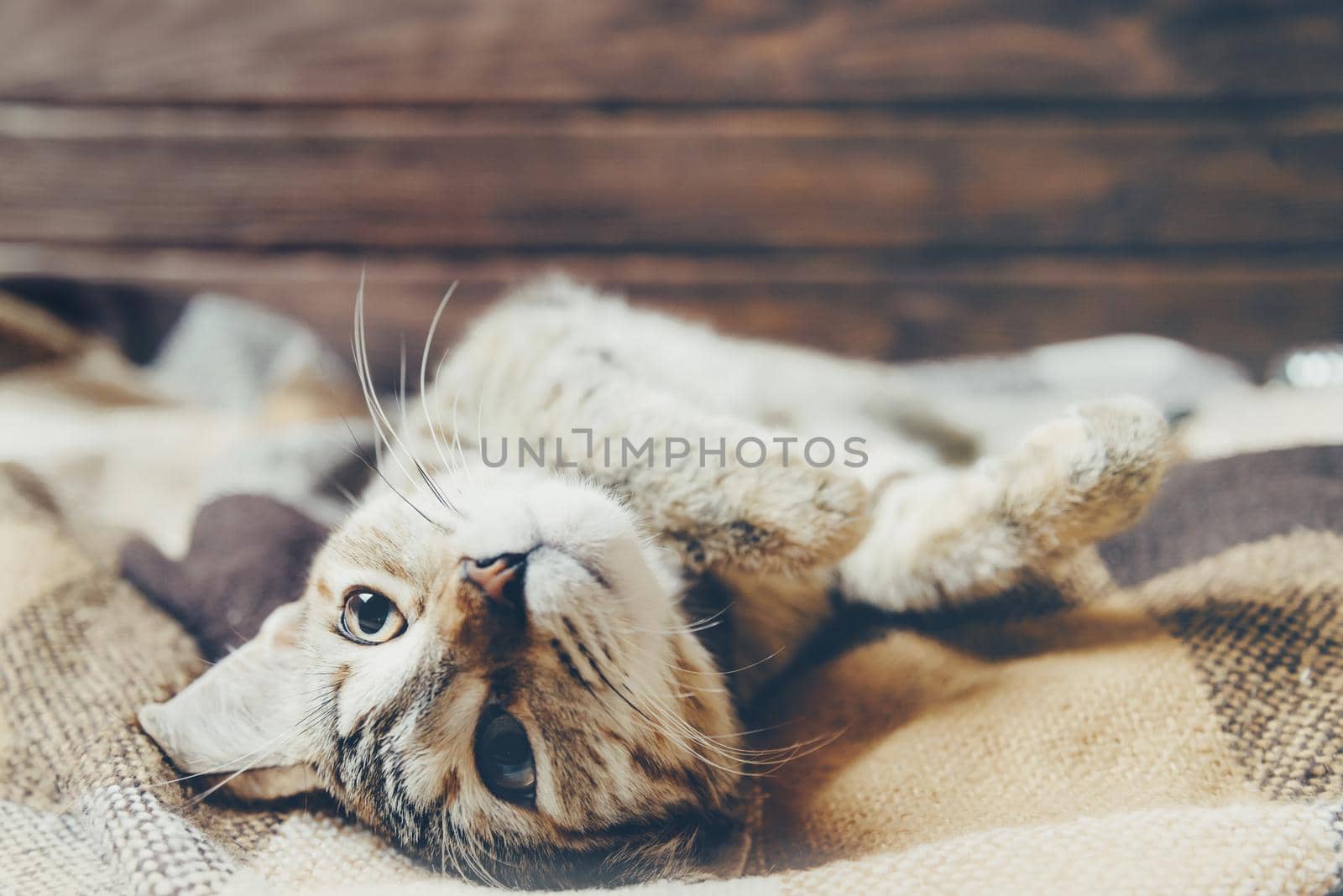 Cute domestic cat of ginger color lying on soft plaid on his back with paws up.