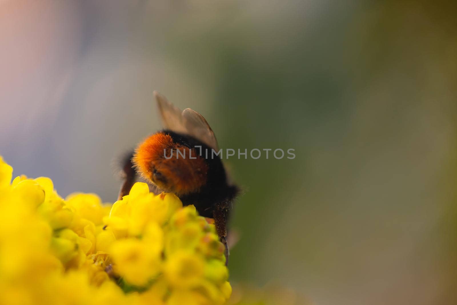 Close up View of a bee on yellow flower with blurred background by lunarts