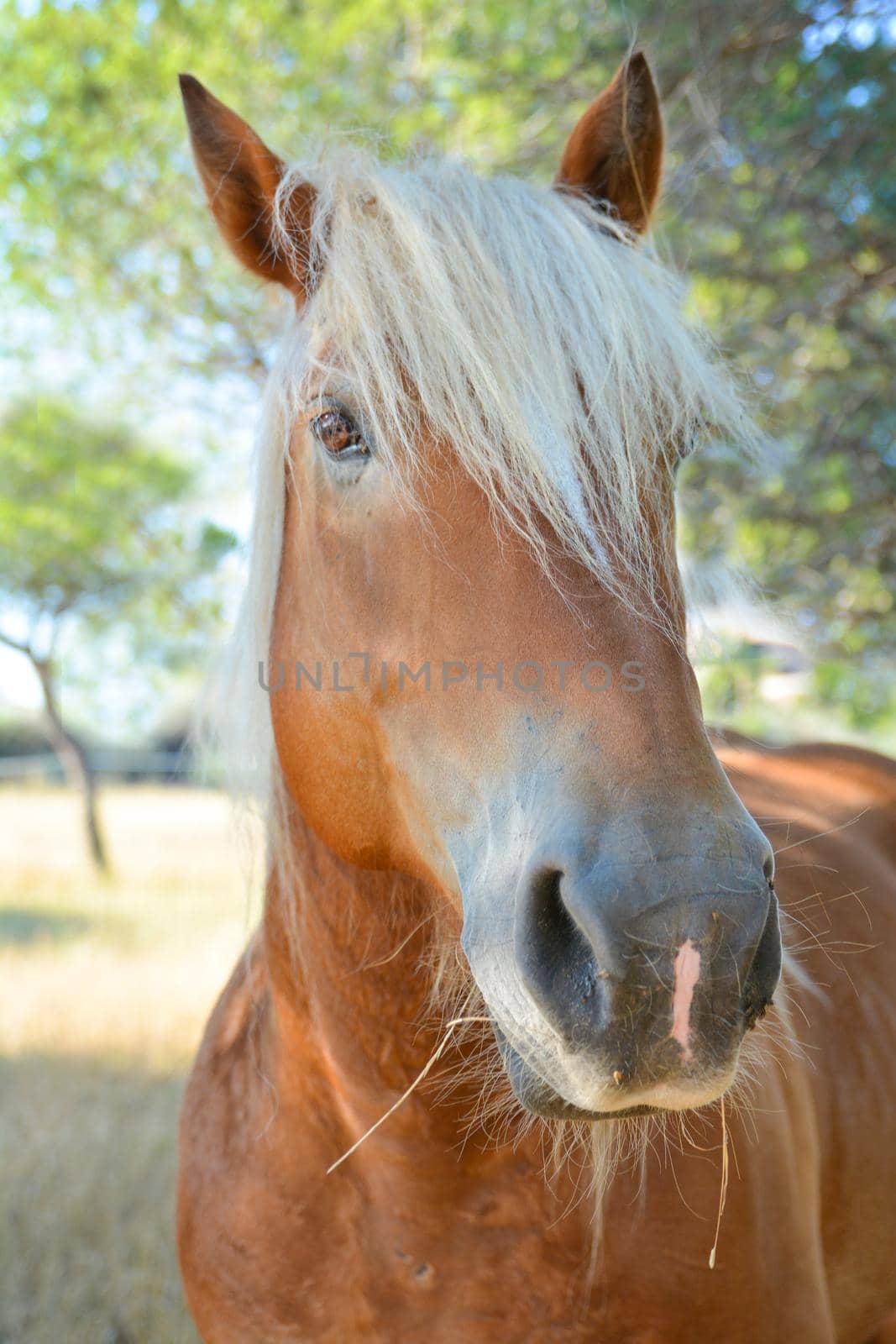 Portrait of a beautiful blonde horse close up