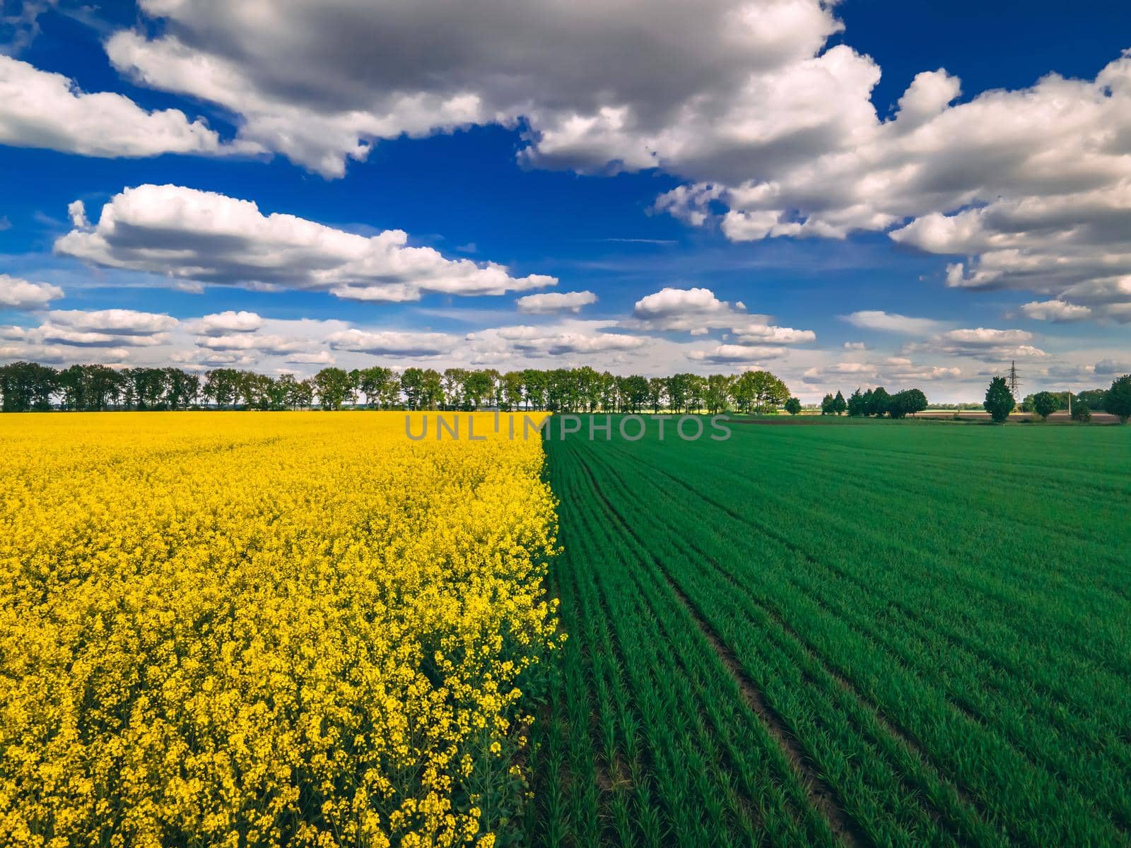 Field of rapeseed and field of green wheat with beautiful clouds, plant for green energy, springtime. Agricultural ecological concept.