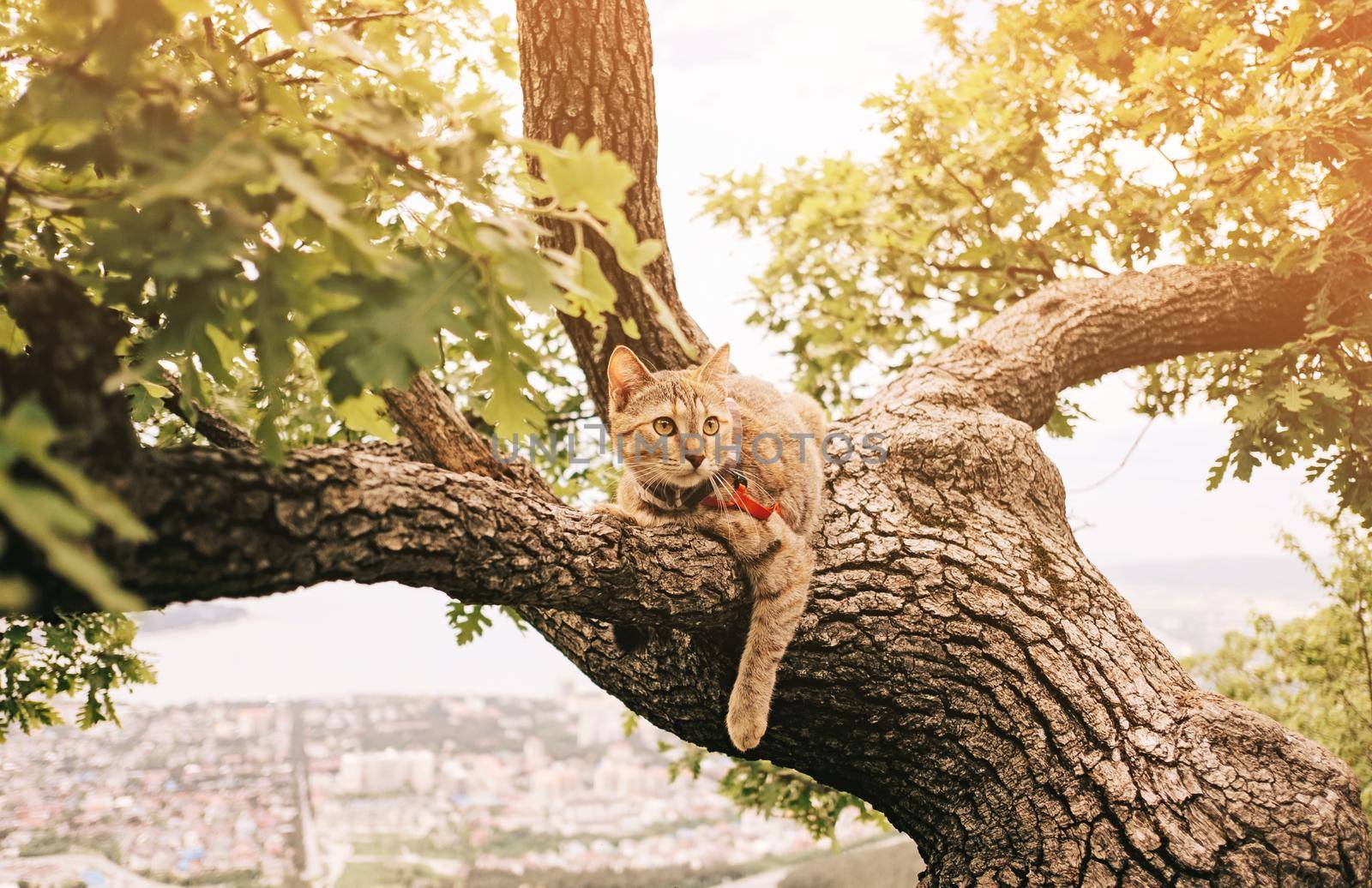 Domestic cat of ginger color resting on tree in summer outdoor.