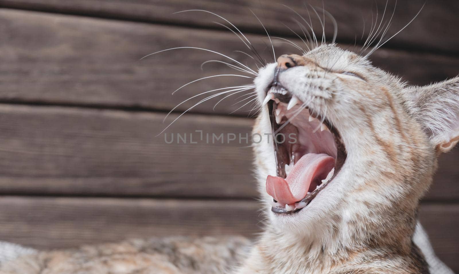 Funny tabby cat of ginger color yawning, close-up of muzzle with whiskers.