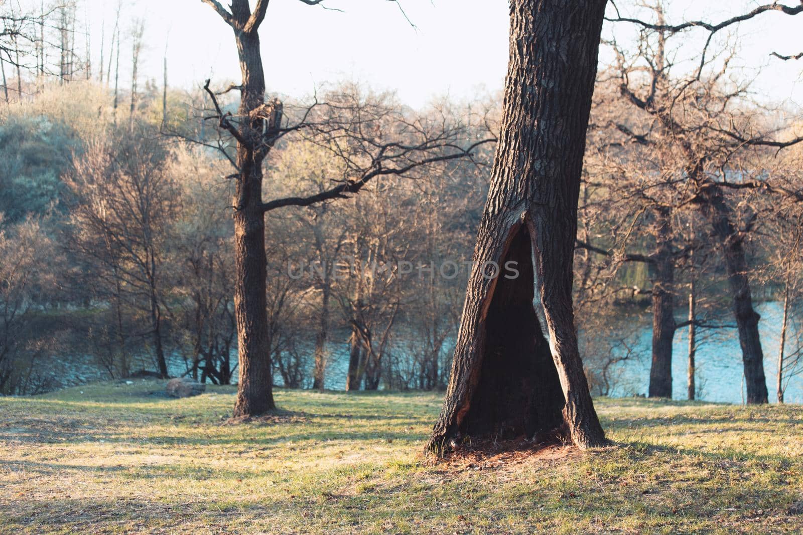 Lonely tree in a summer or spring park or forest with a large hollow.