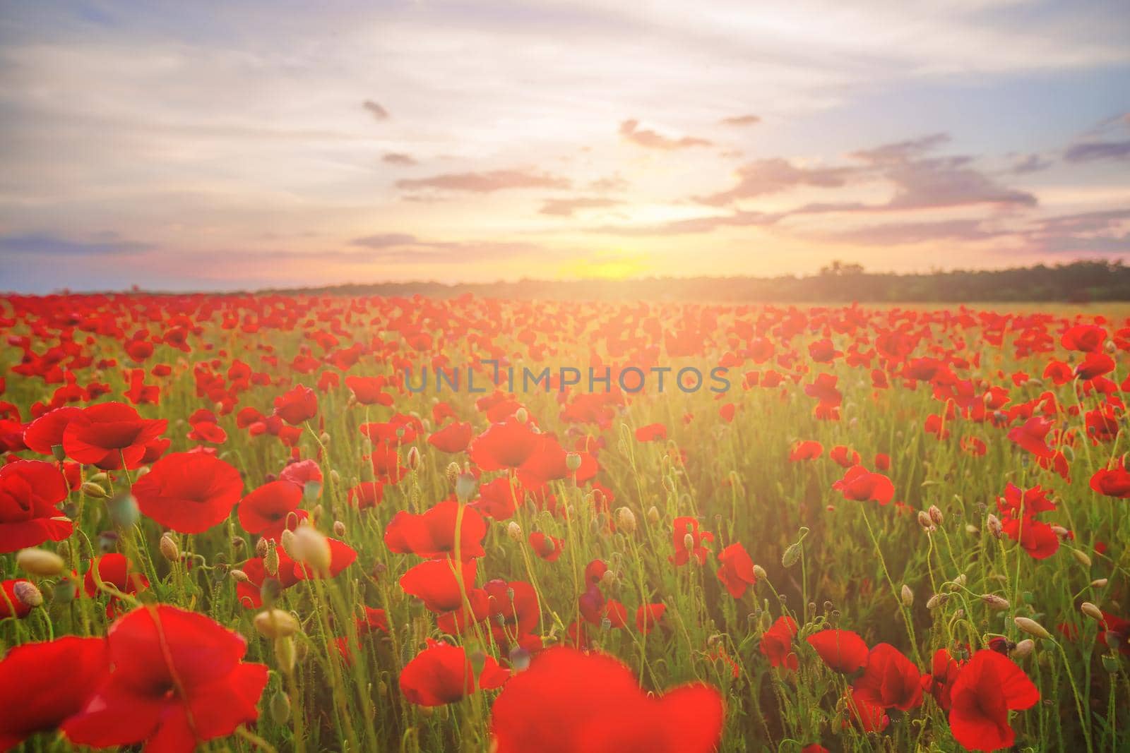 Poppies on green field on summer sunset with selective focus