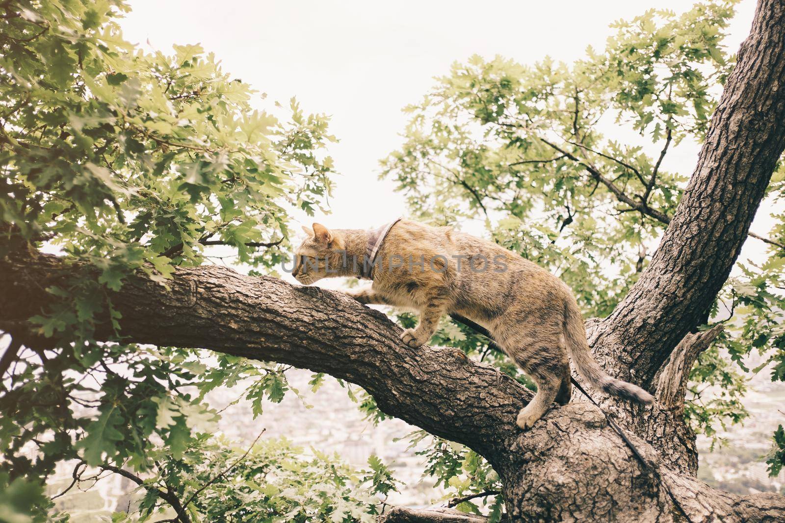 Domestic cat of ginger color walking on tree in summer outdoor.