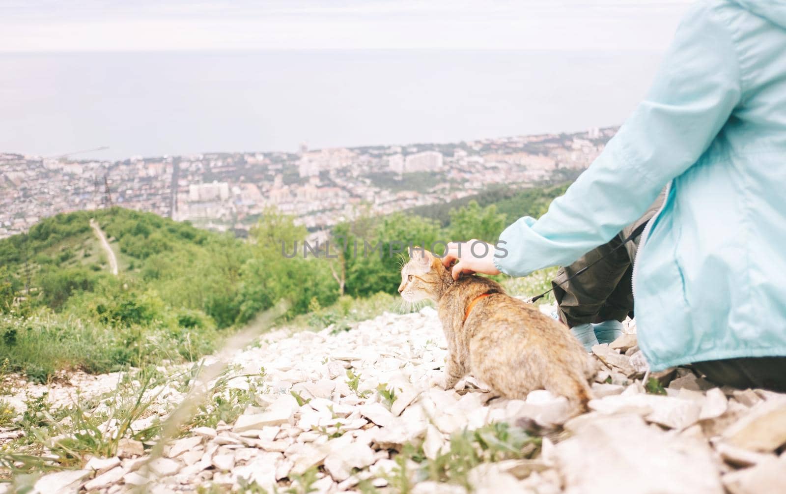 Domestic cat walking with woman over the city on nature in summer mountains outdoor.