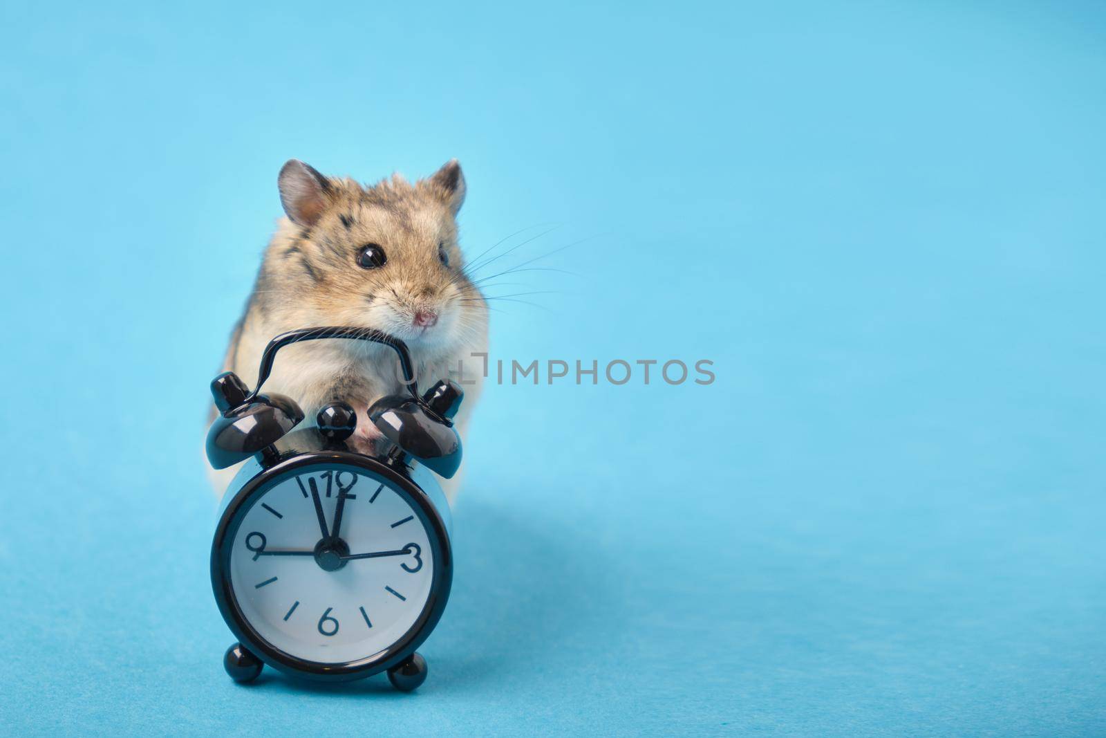 hamster and black alarm clock on blue background copy space