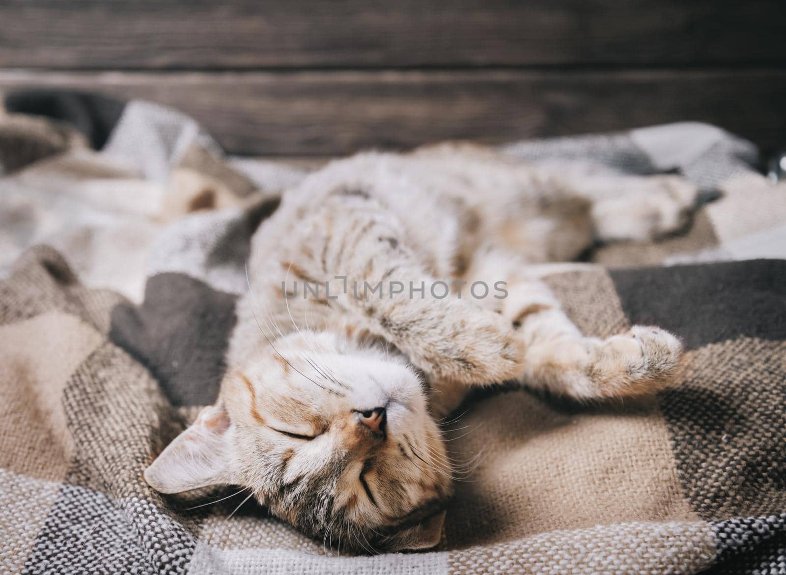 Domestic cat sleeping on plaid on his back with paws up. by alexAleksei