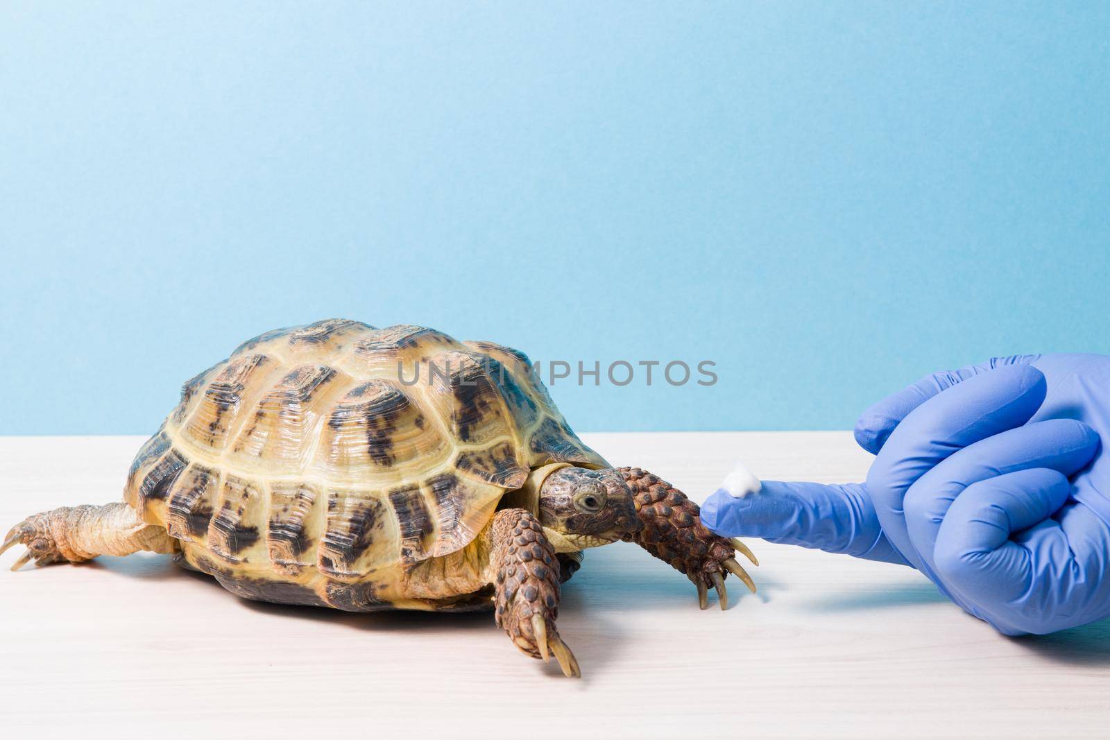 the hand of the herpetologist's veterinarian ointment covers the shell of the turtle, the hand in a rubber glove with a drop of antifungal ointment on the finger, treatment of turtles
