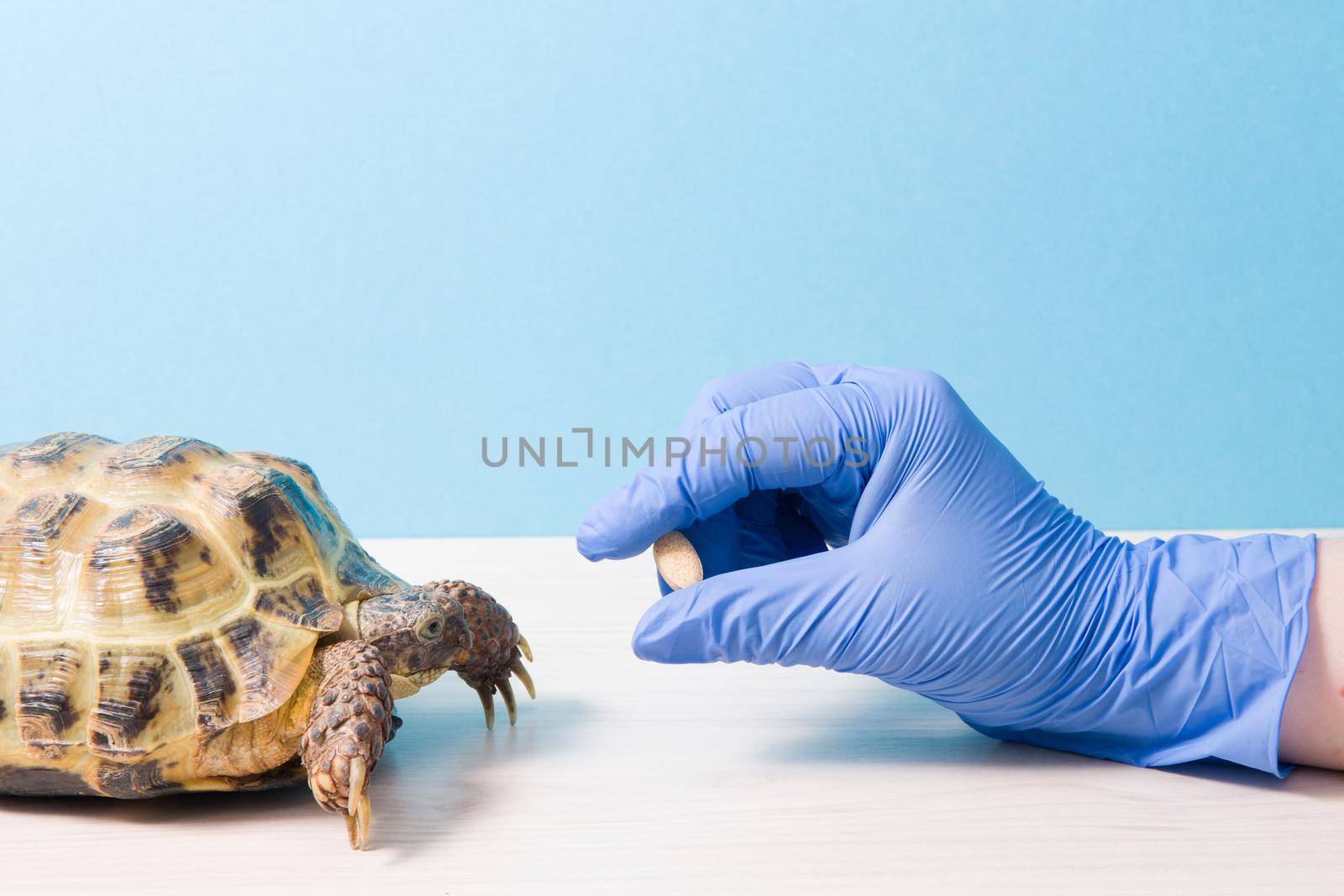 herpetologist veterinarian gives pill medicine or vitamins to land tortoise, hand in rubber glove with pill for treating turtles, blue background, copy place