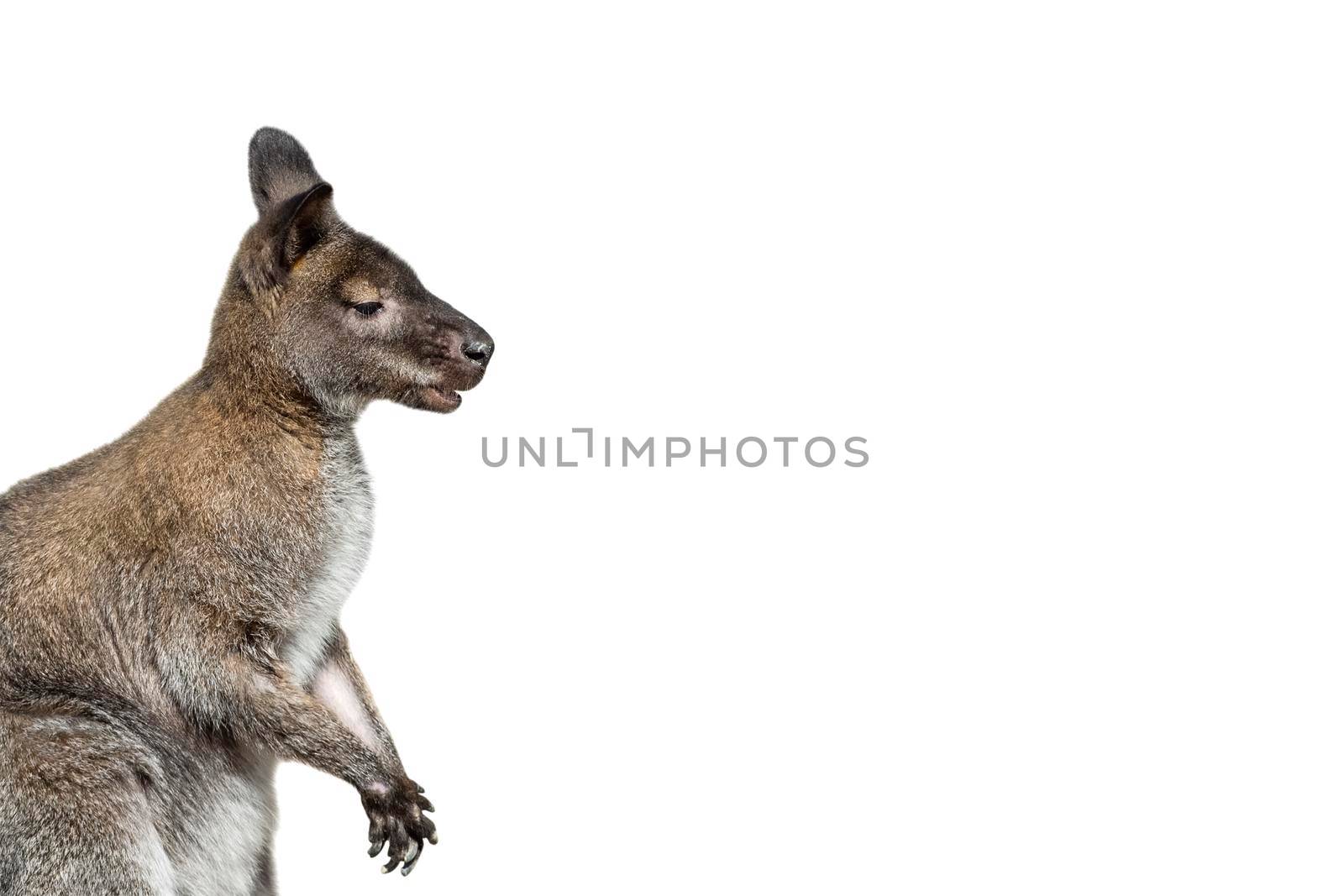 Male kangaroo portrait isolated on white background. Big kangaroo full length, side view. The kangaroo preparing to jump. Banner with copy space by esvetleishaya