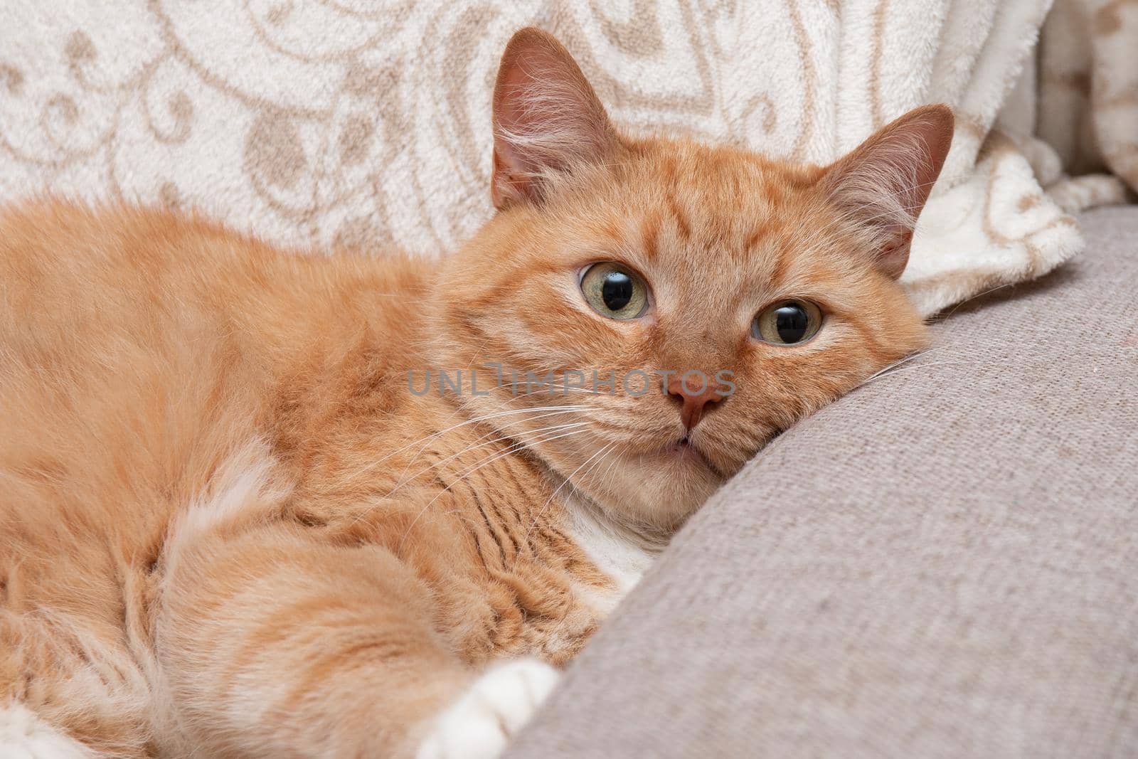 red cat lies on a soft sofa beige white fluffy cute kitten