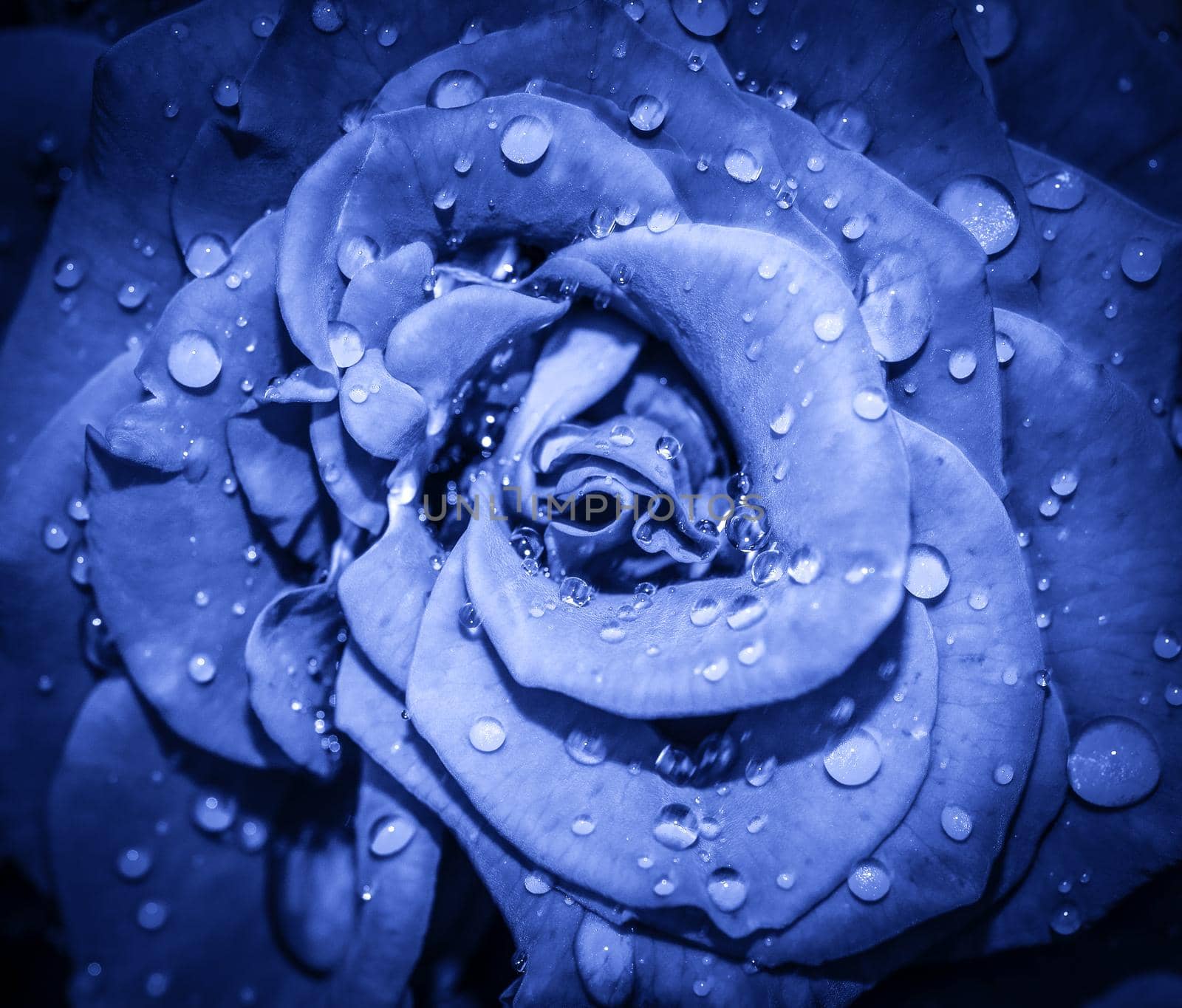 Navy blue Rose flower head close up. Rose with water drops. Top view, deep focus. Petals of a rose close up view