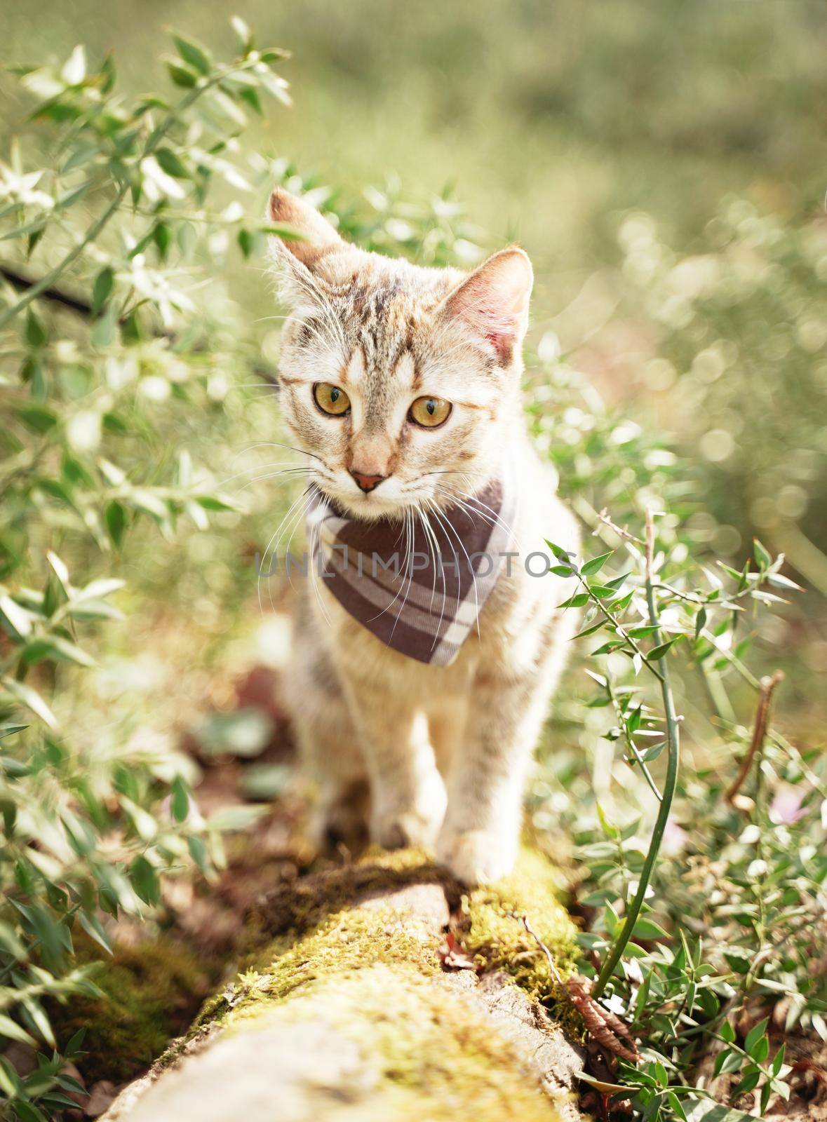 Curious explorer tabby cat in bandana walking in summer forest outdoor.