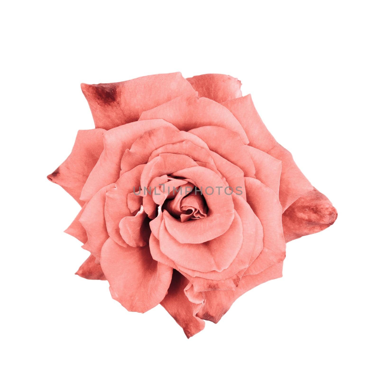 Beautiful faded coral rose close up. Tender rose head isolated. Garden flowers. Deep focus. Top view.