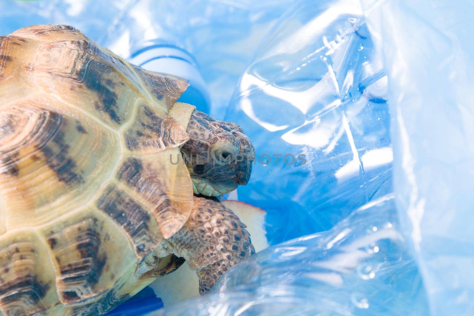land Central Asian tortoise in a pile of plastic waste, environmental pollution concept, harmful plastic for animals, zero waste and an eco friendly lifestyle