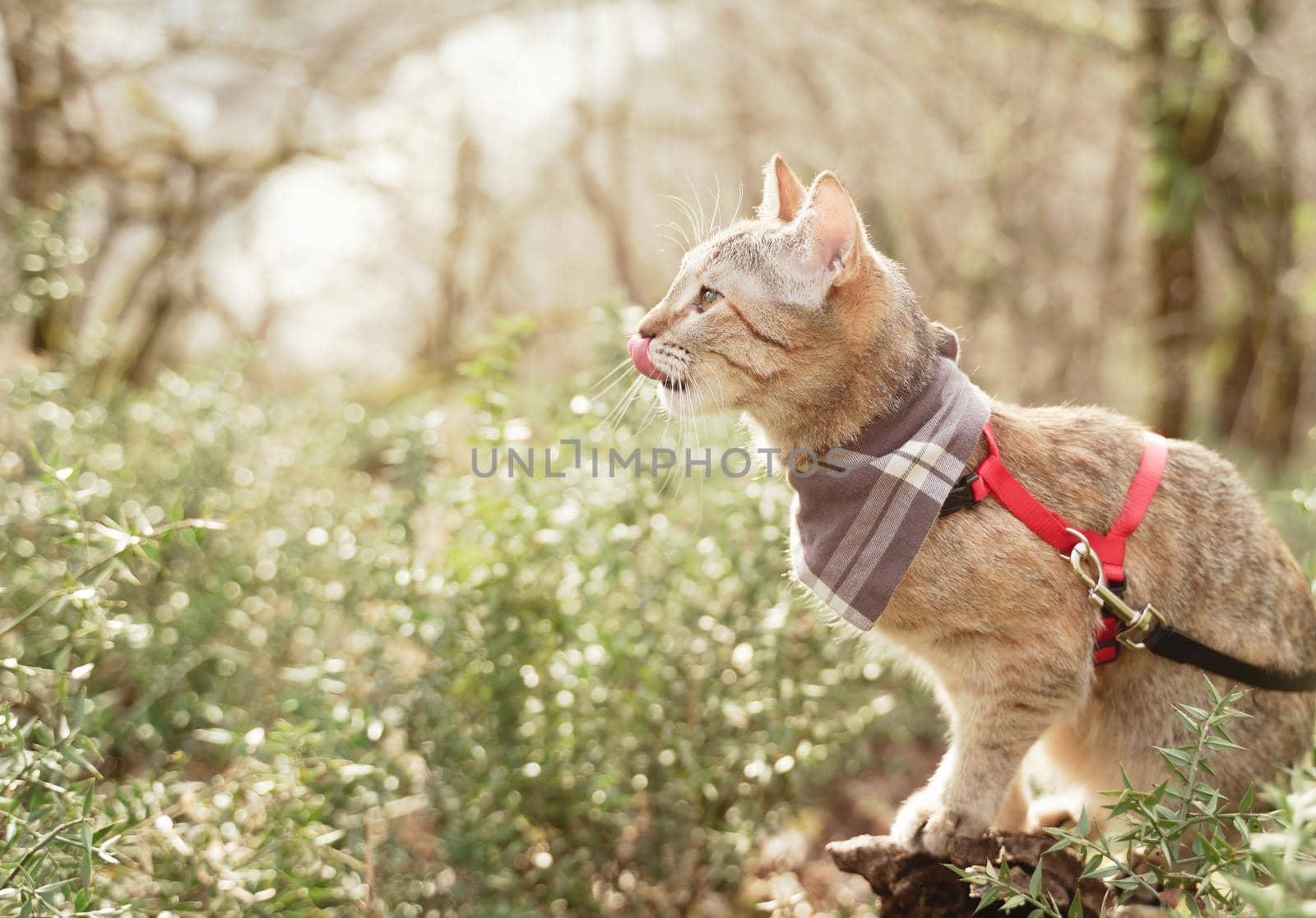 Curious domestic cat of ginger color on a leash walking in summer forest.