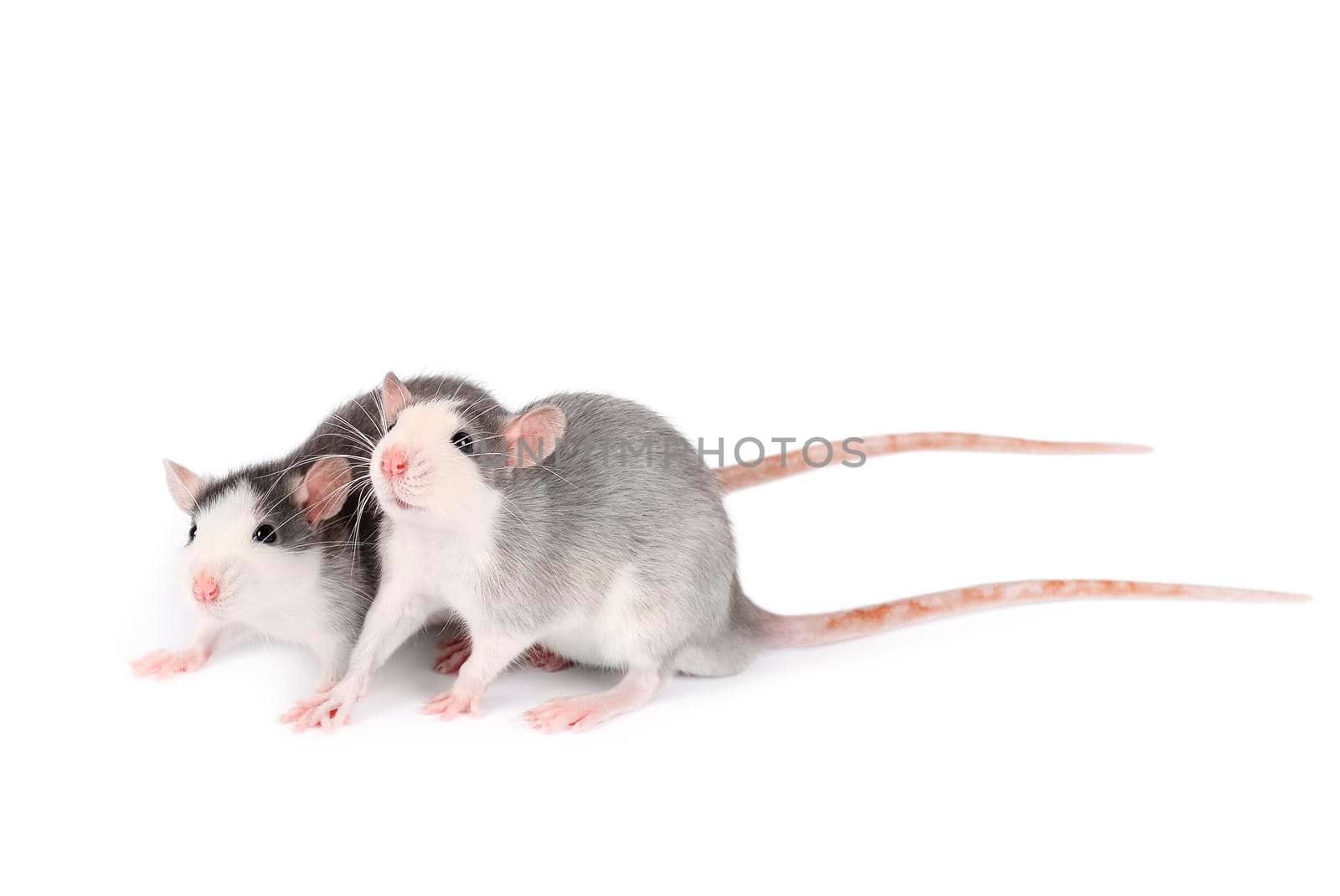 Two young gray rats isolated on white background. Rodent pets. Domesticated rats close up. Rats look at something by esvetleishaya