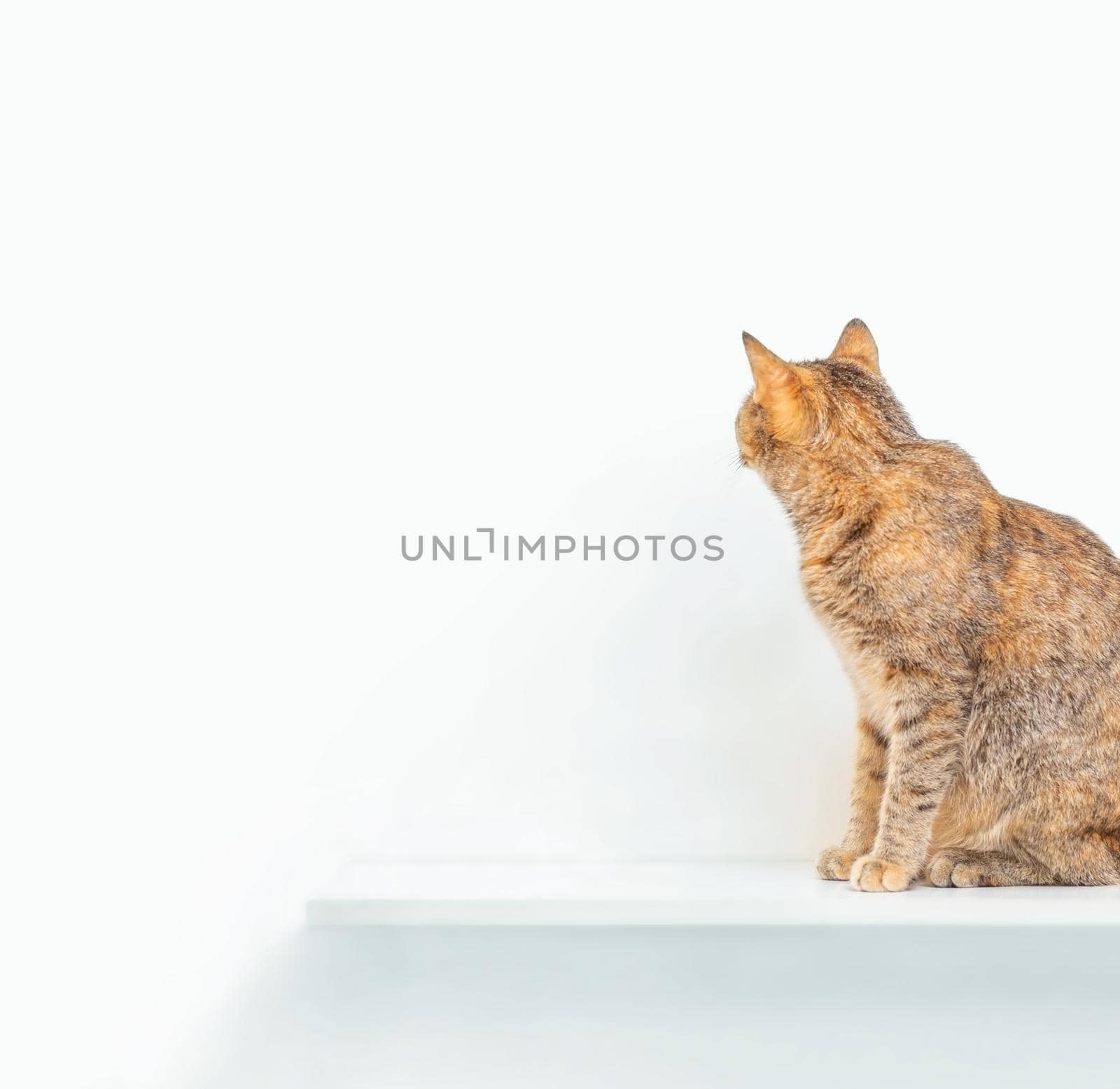 Cat sitting on a shelf and looking at white wall, copy-space. by alexAleksei