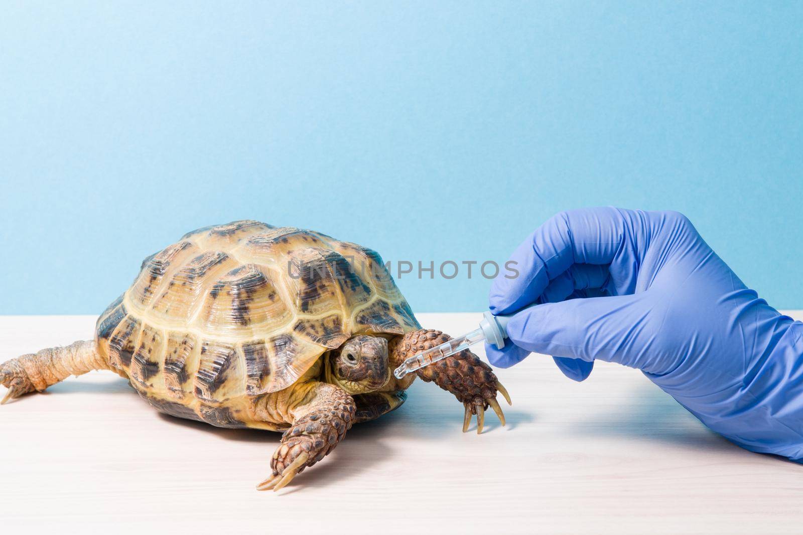 land Central Asian tortoise at the reception of a herpetologist veterinarian, a hand in a blue rubber disposable glove gives medicinal drops from a pipette to a turtle on a blue background