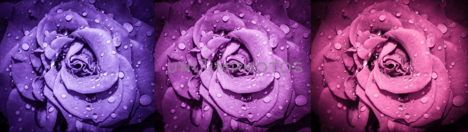 Rose flowers collage. Roses macro photo. Top view. Long banner.