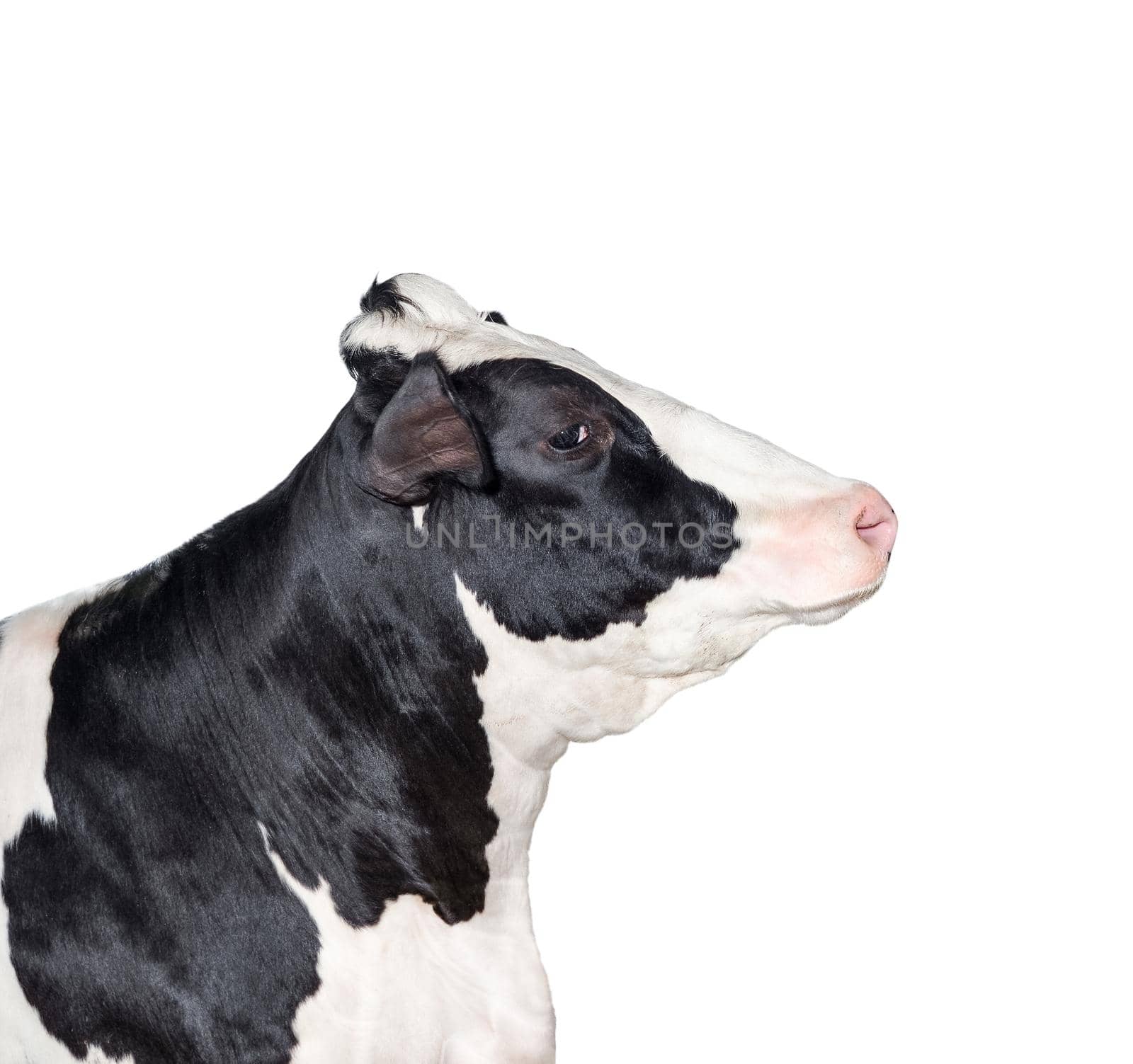 Cow portrait close up isolated on white. Funny cute black and white spotted cow head isolated on white. Farm animals by esvetleishaya