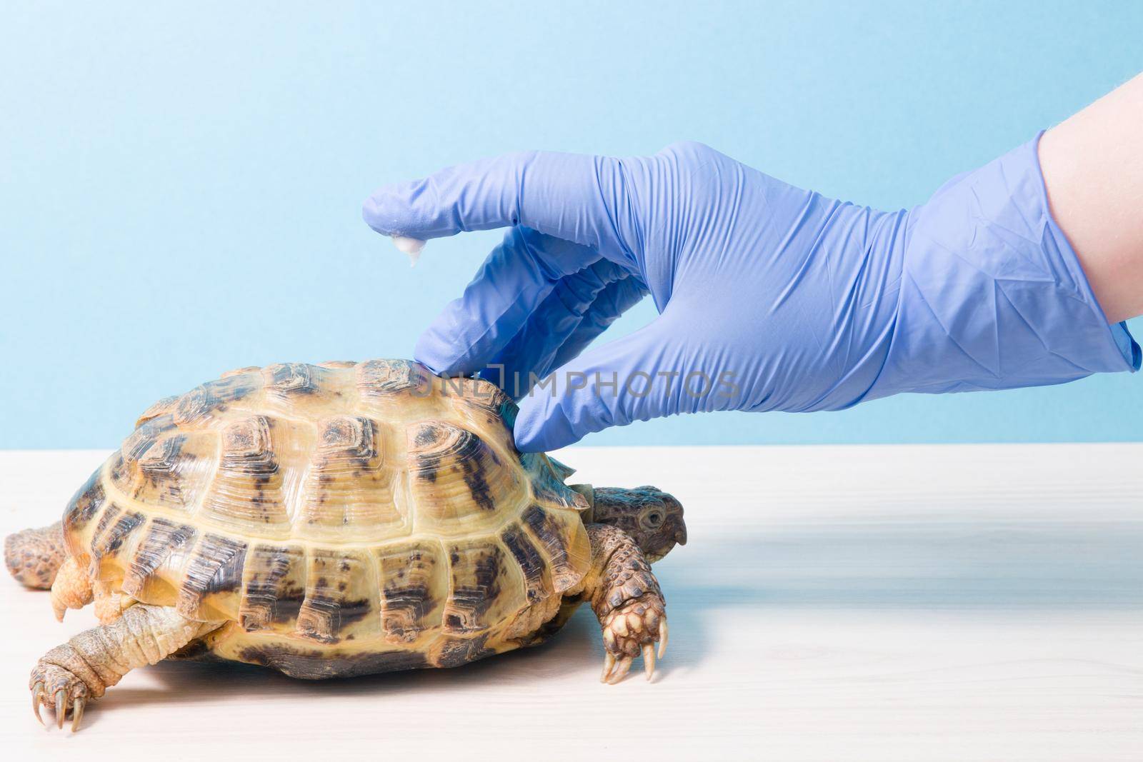 the hand of the herpetologist's veterinarian ointment covers the shell of the turtle, the hand in a rubber glove with a drop of antifungal ointment on the finger, treatment of turtles