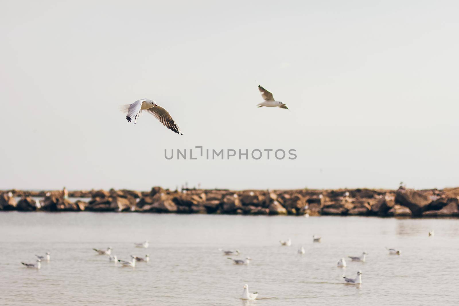 A group of wIld seagulls flying over the ocean or sea by mmp1206