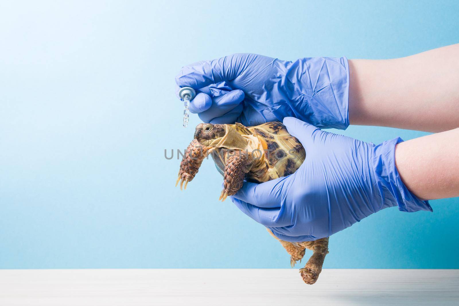 Herpetologist's veterinarian gives a drop of medicine from a pipette to a land tortoise, a hand in a rubber glove with a pipette for a drop to treat turtles, blue background, copy space