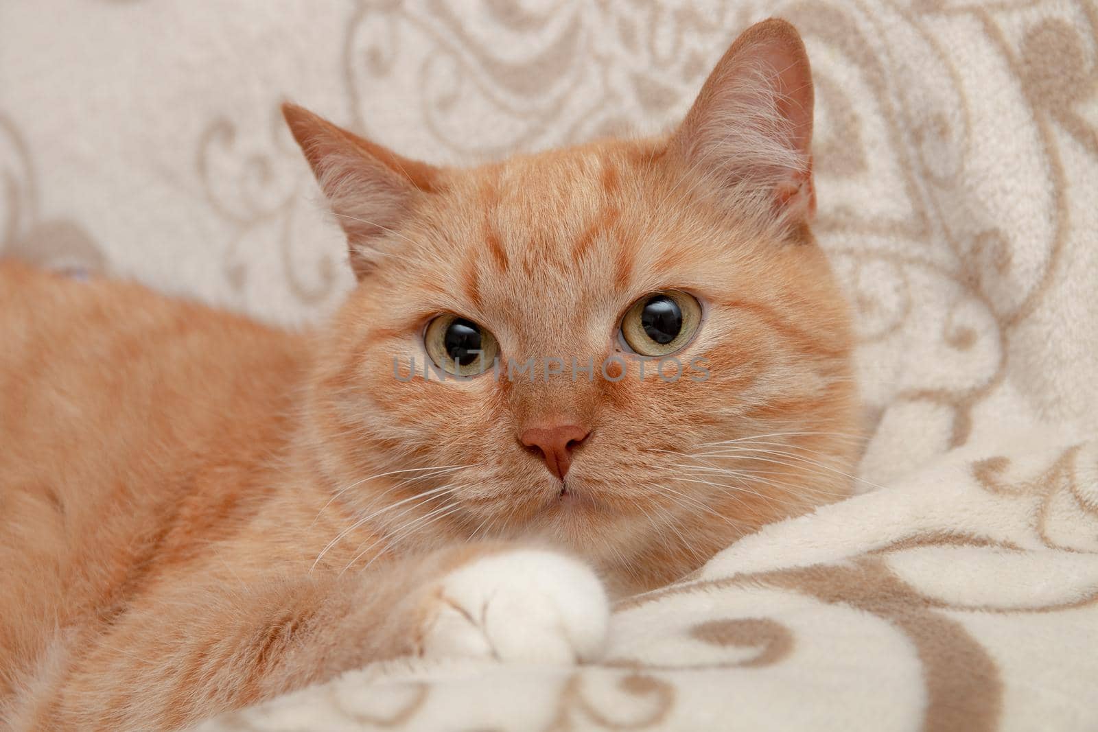 cute cat lies on a soft sofa empty gentle wool beautiful eyes