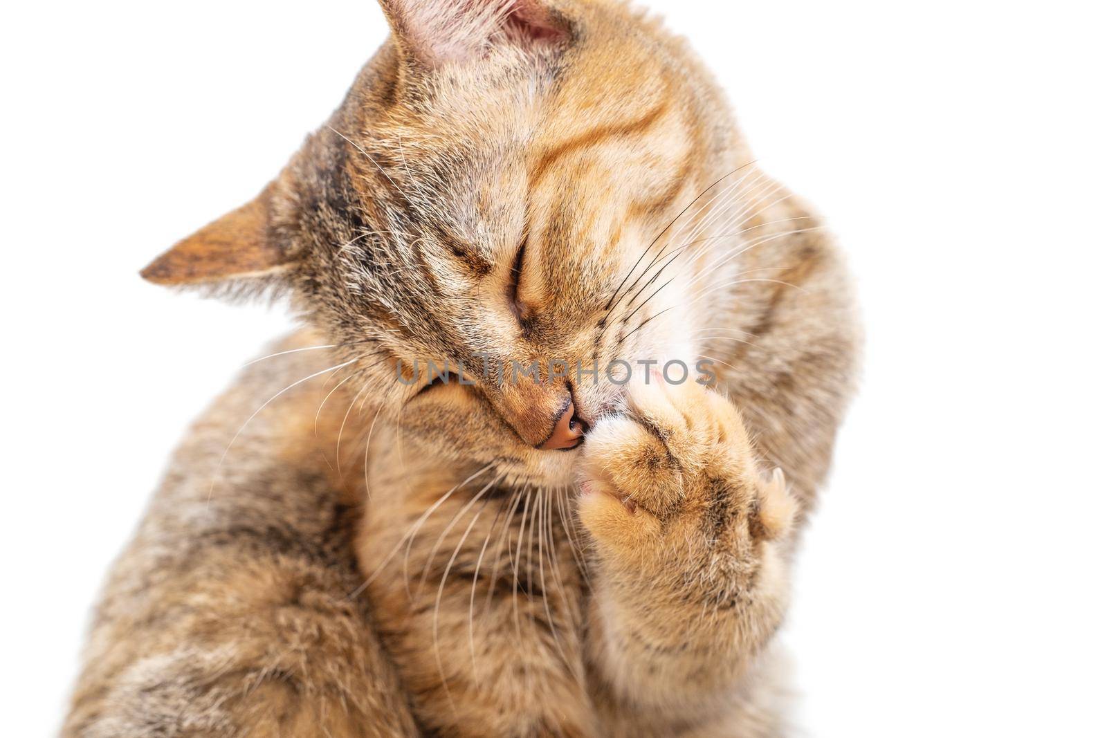 Cute tabby ginger color cat with closed eyes washing its paw on a white background, front view.