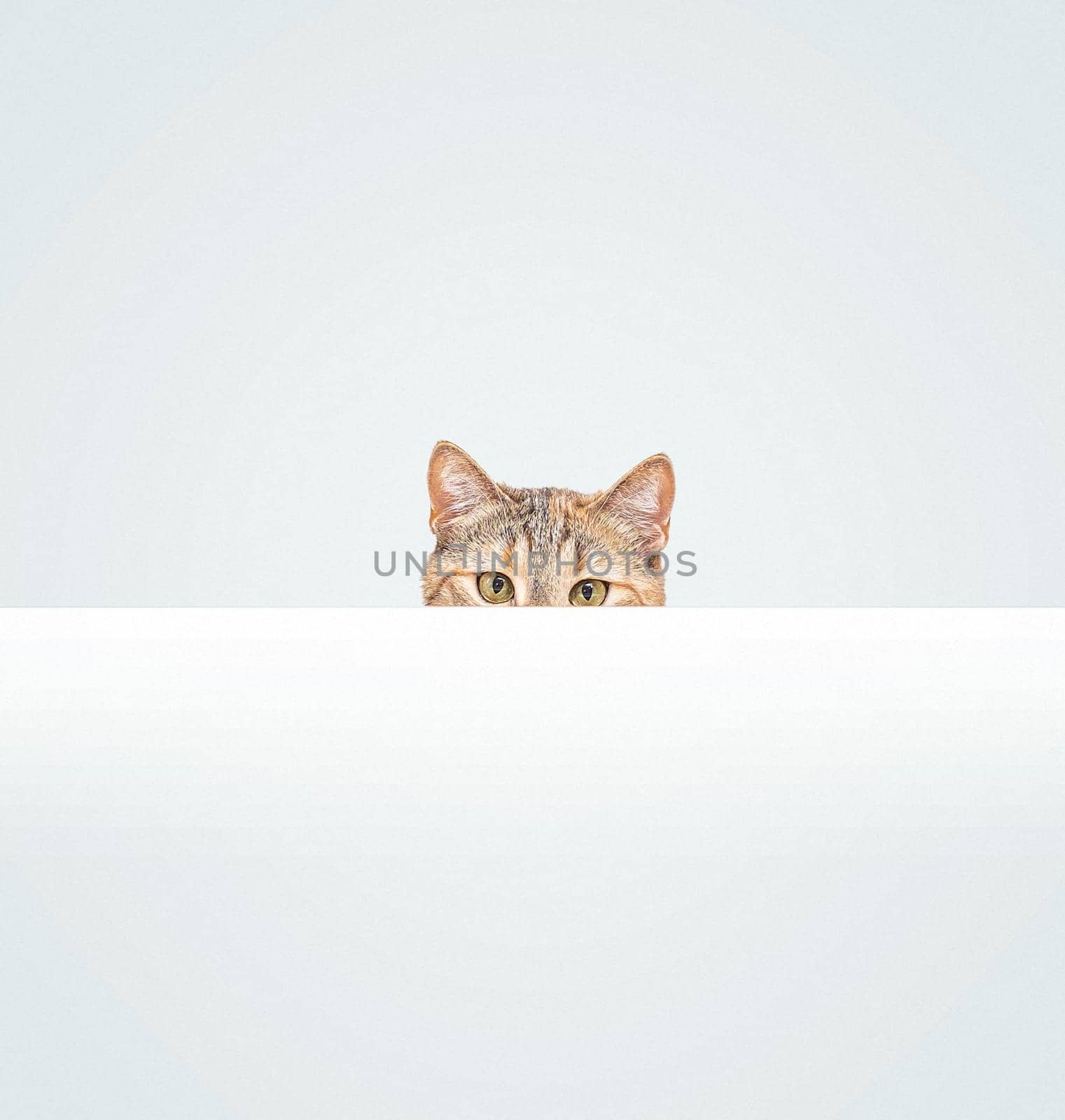 Curious pet cat of ginger color peeking out from behind a blank white banner, copy-space. Staring at camera.